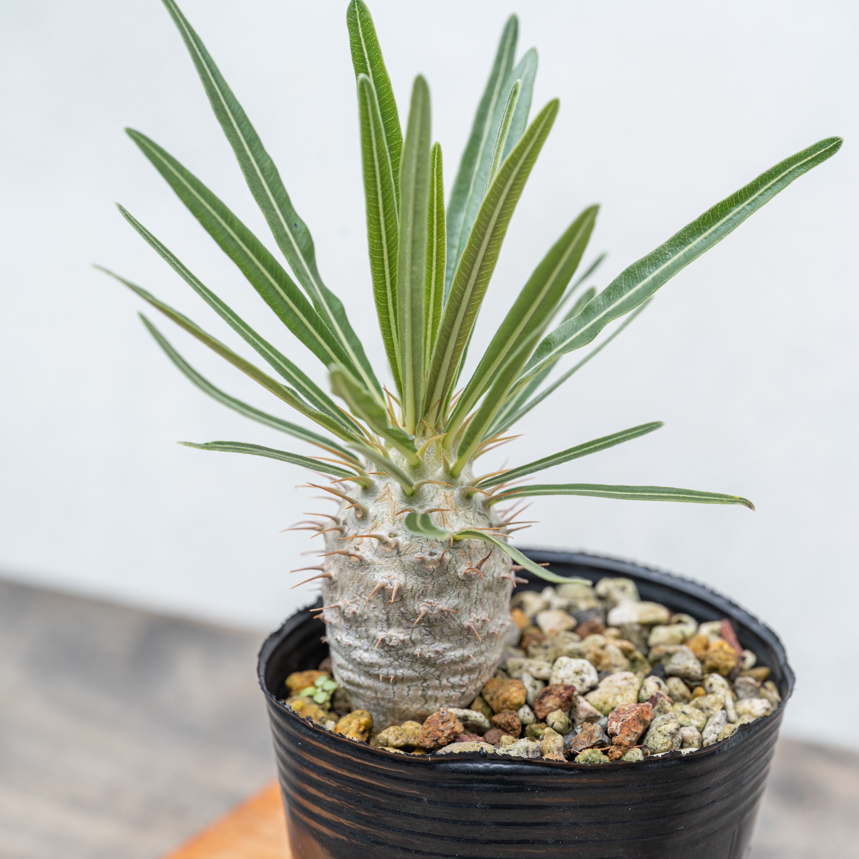 パキポディウム グラキリス 実生 No.2