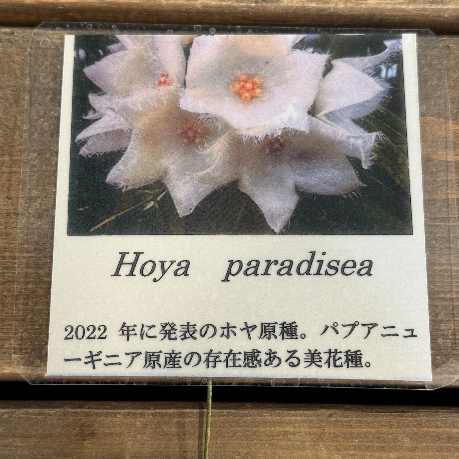 OVM】Hoya Paradisea【733】 | PROTOLEAF プロトリーフ
