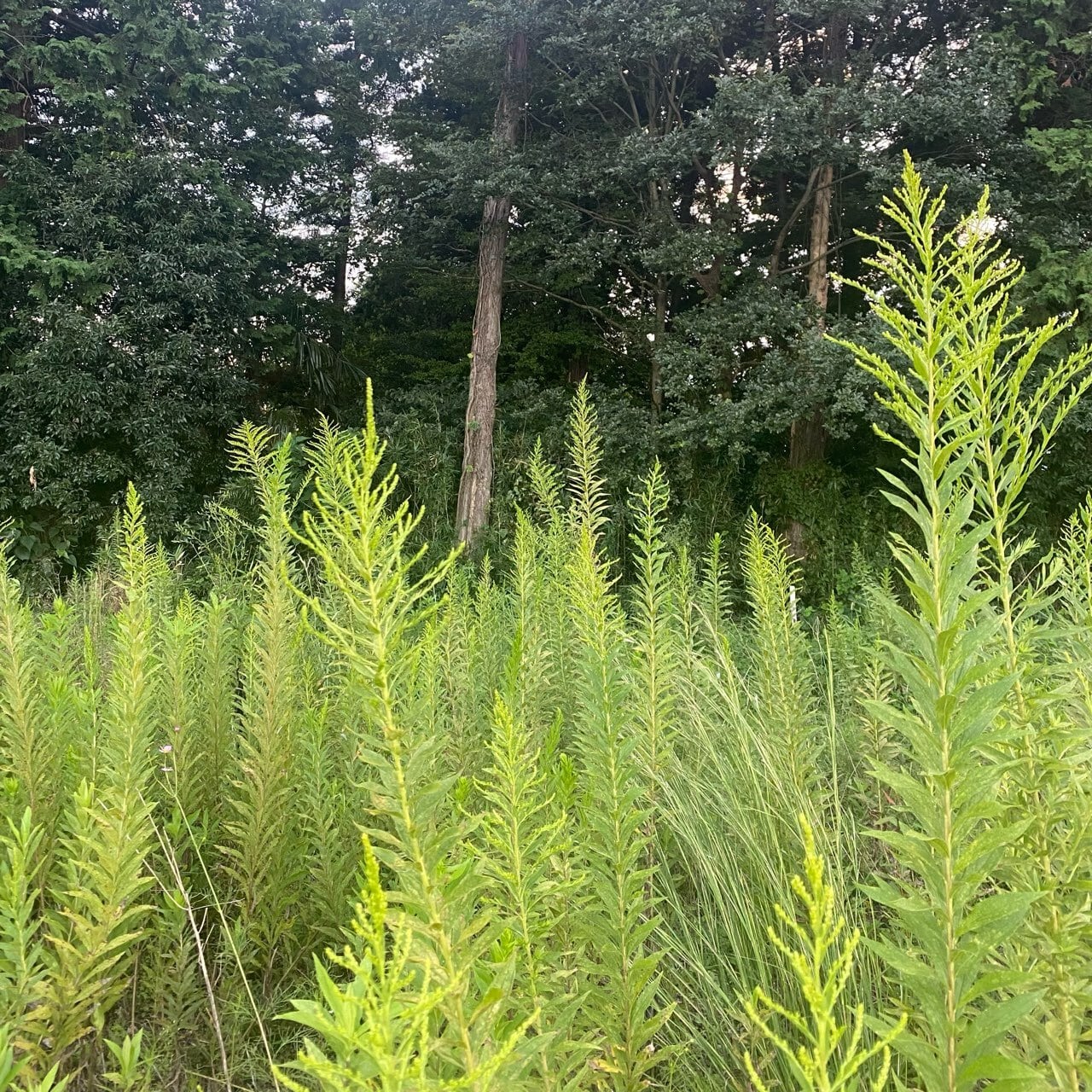 セイタカアワダチソウ　天然農薬不使用玉ねぎ箱満杯詰めD31 無農薬セイタカアワダチソウ茶 | 松田香草のハーブのお店
