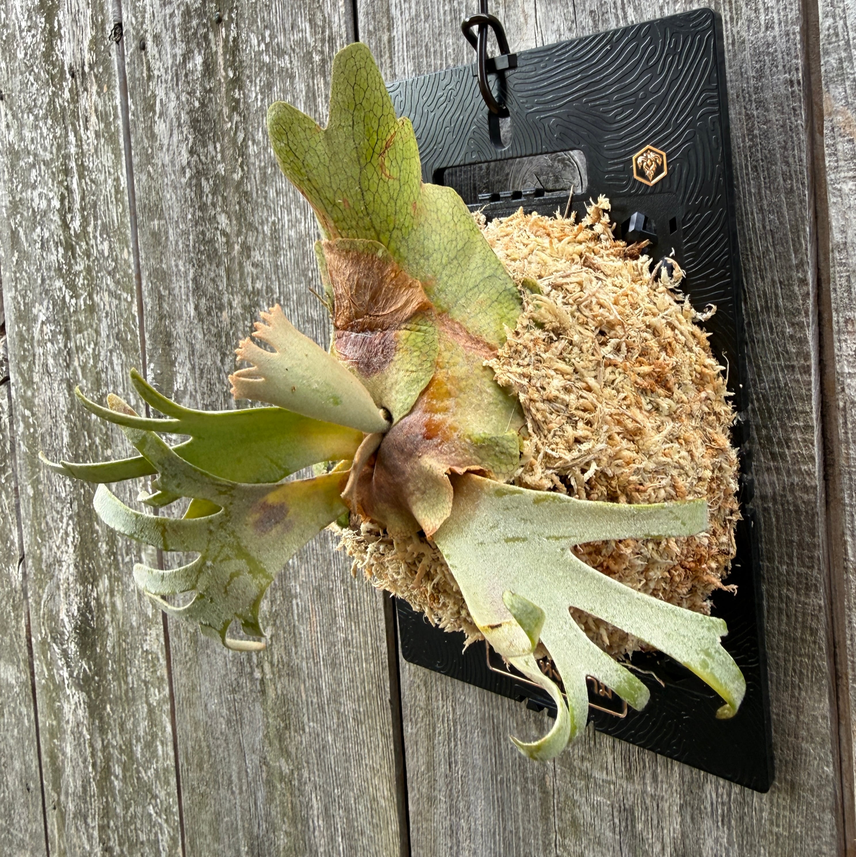 P.willinckii Yellow moon dwarf (from晴花鹿苑) | naturefix