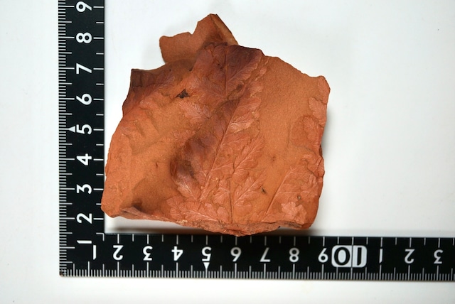 ポーランド産シダ植物化石 Mariopteris sp. 1636