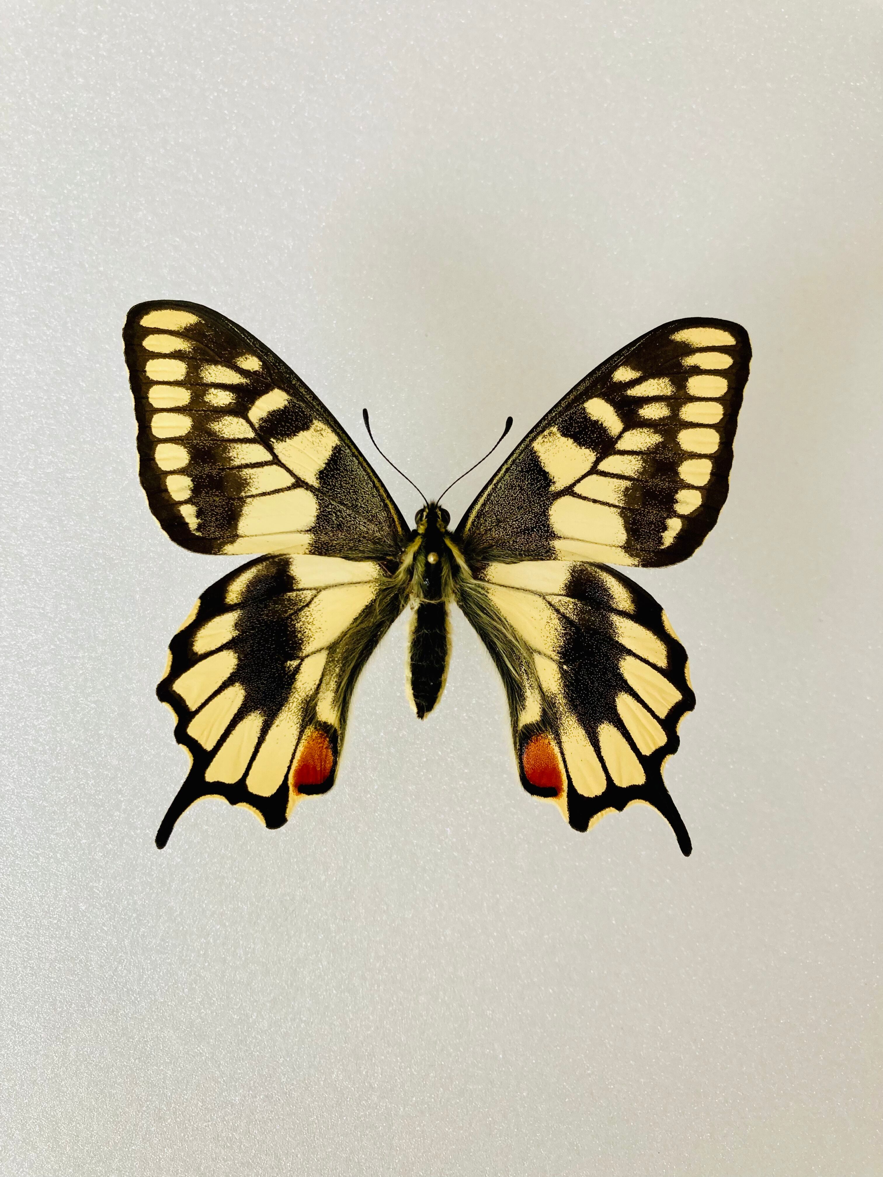 キアゲハ（1オス・インド/ラダック産）