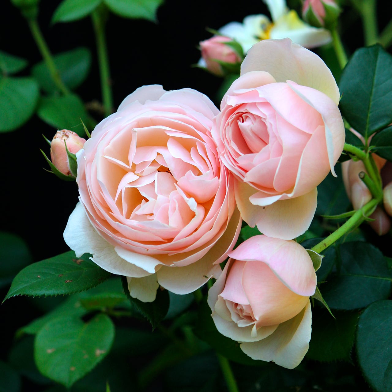 バラ大苗 | CoppiceGARDEN（コピスガーデン）