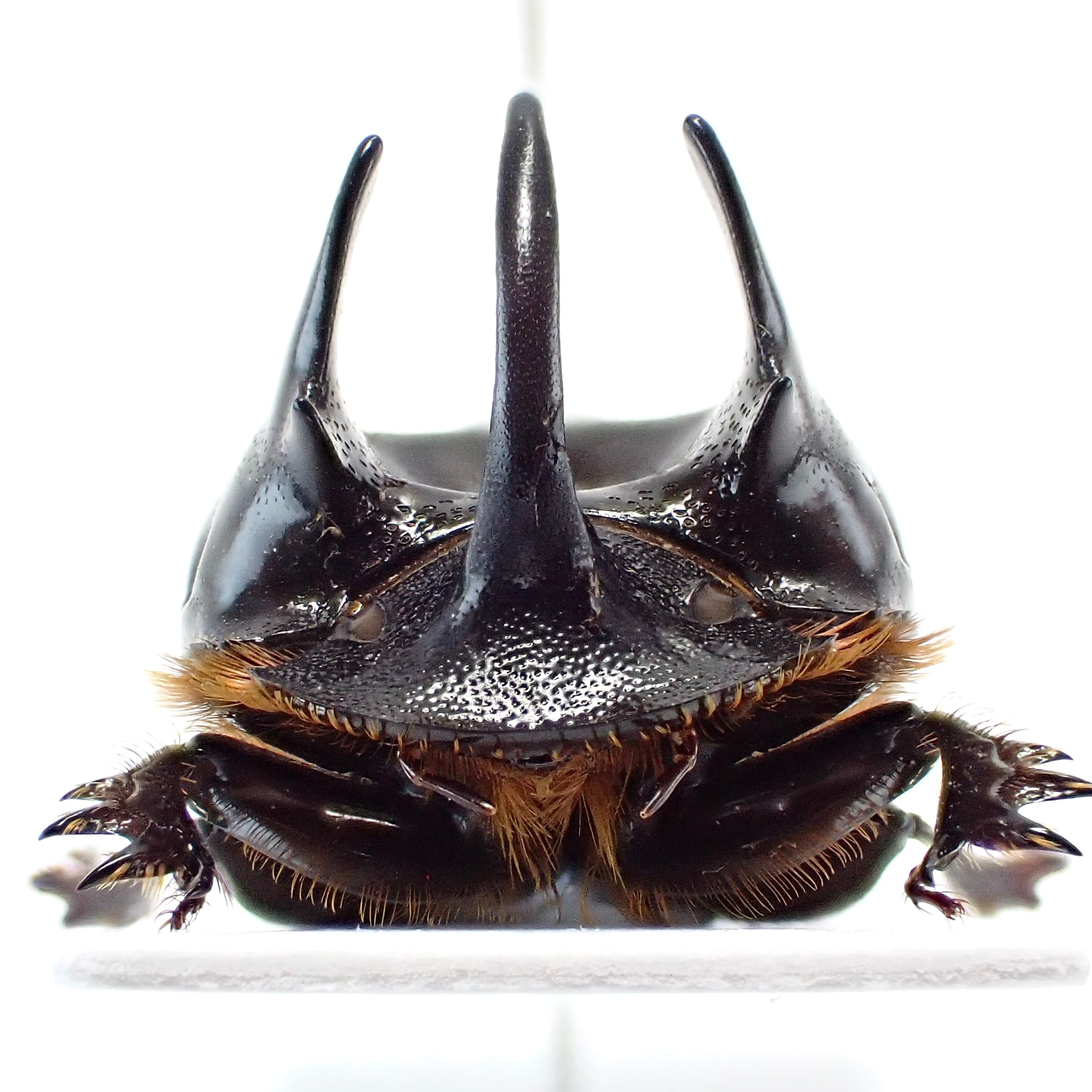 【外国産蝶標本】フンザウスバ♀/パキスタン.シャンドール峠産/51mm ジンバブエ産 Copris bootes ♂ 21mm | 昆虫標本 Diggers & Rollers