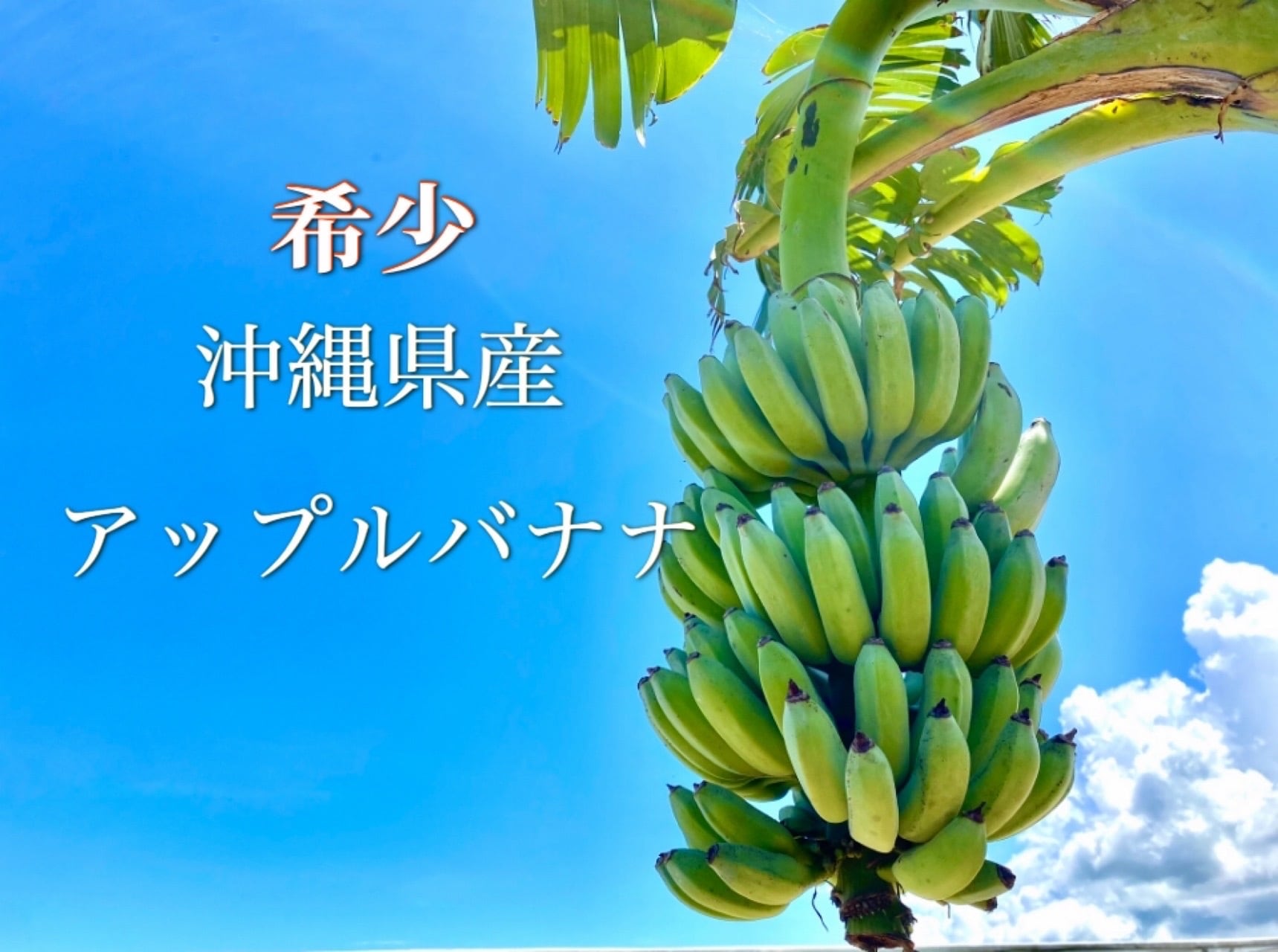 沖縄県産もっちりアップルバナナ(1バンチ80～130) | 読谷テロワール