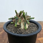 Euphorbia stellata ssp. micracantha【ユーフォルビア・ミクラカンサ】