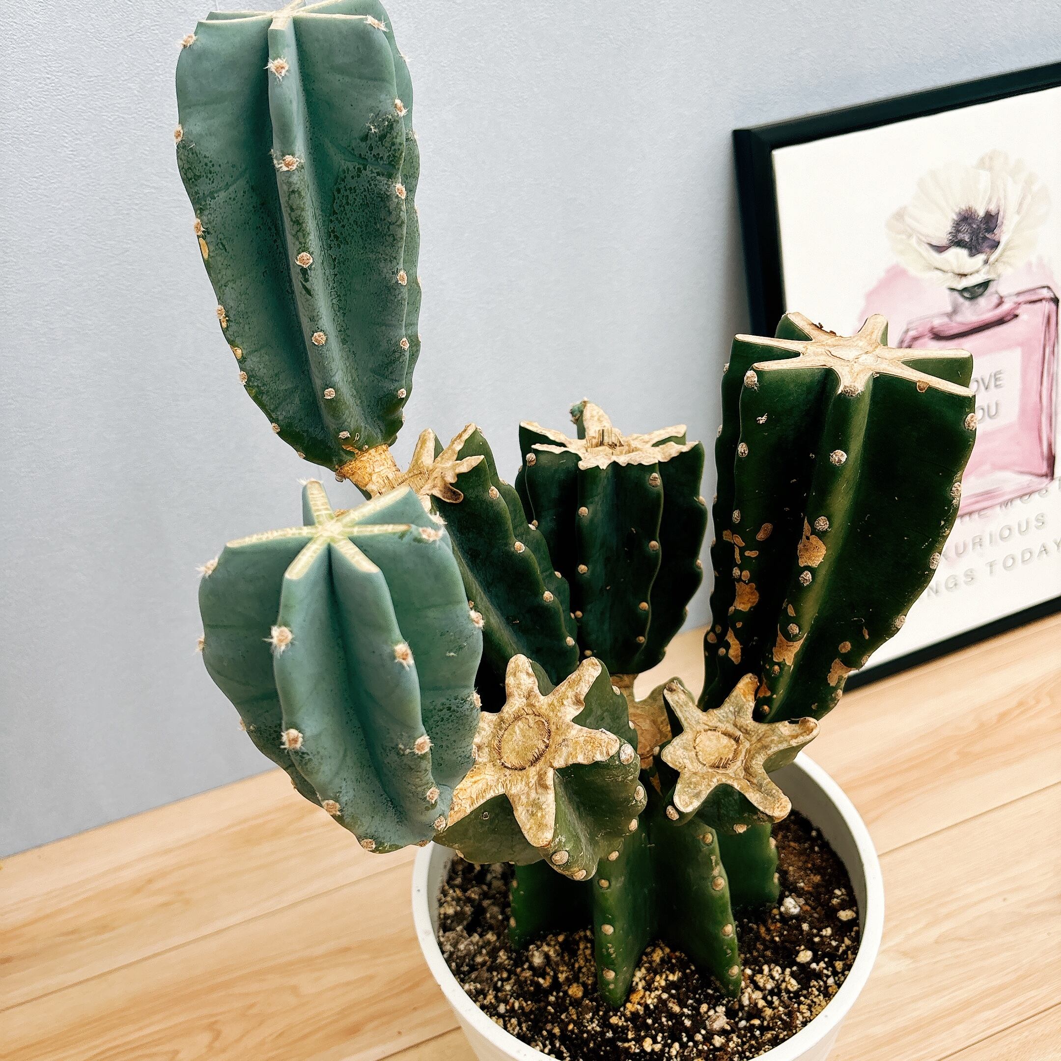 まとめ買いok 柱サボテン 鬼面角 5頭発根 サボテンブランチ ドラセナ