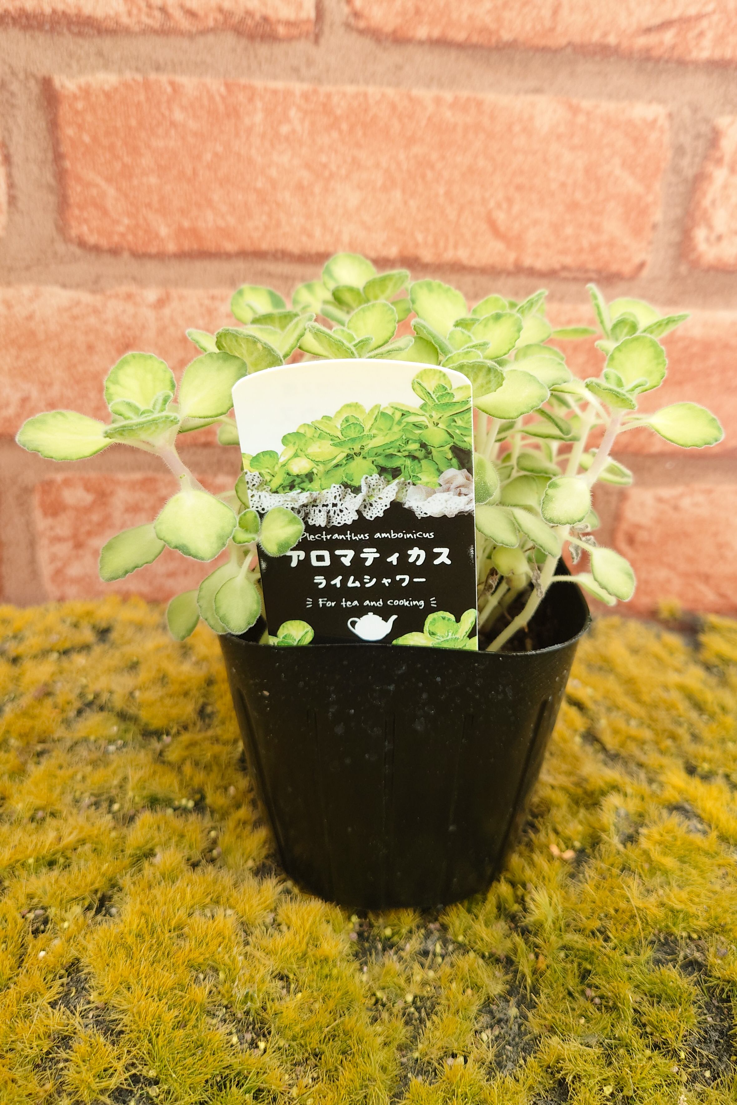 多肉植物＊カット苗 立ち入る 30g分 ＊アロマティカス入り☺︎