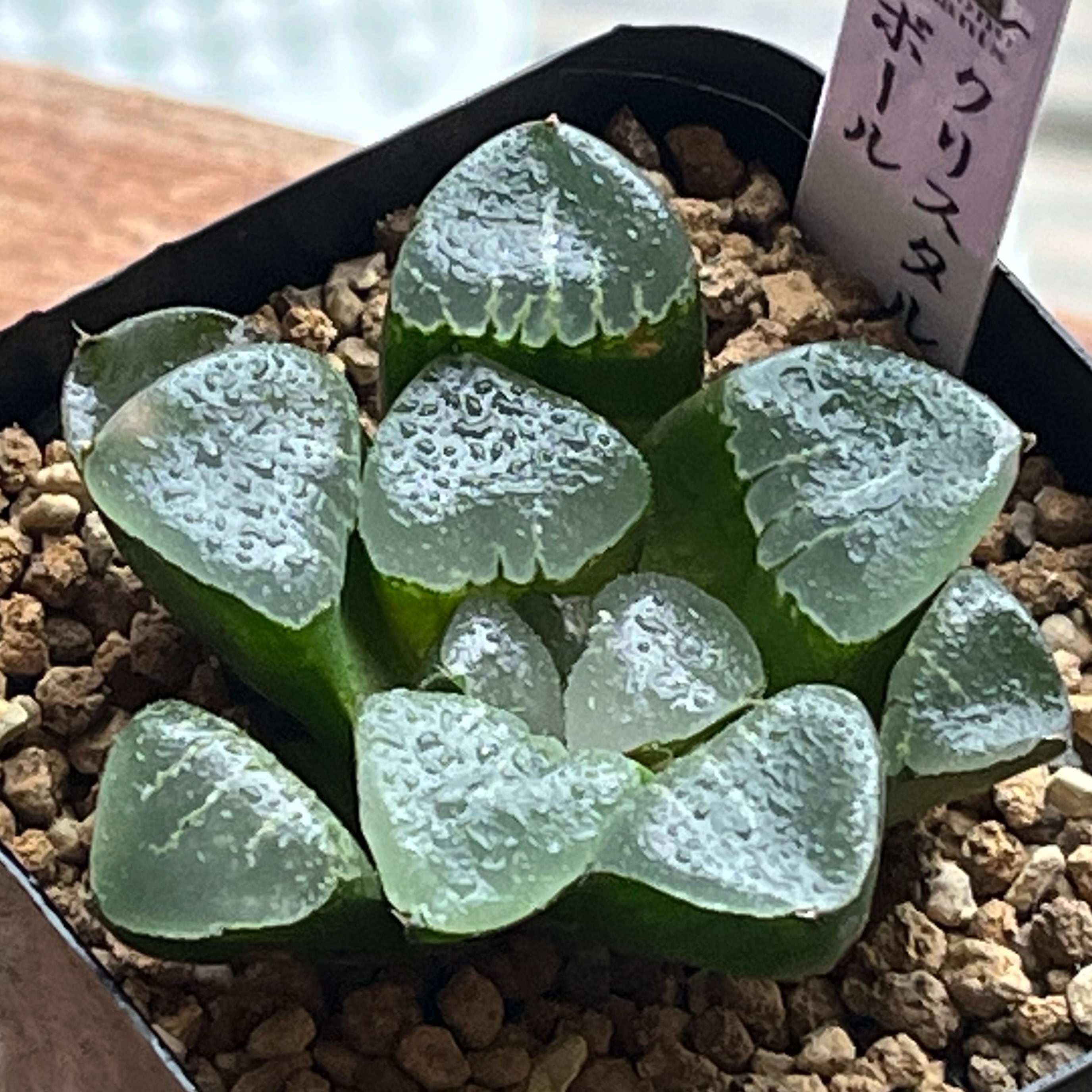 ハオルチア フェアリー | mocono_plants