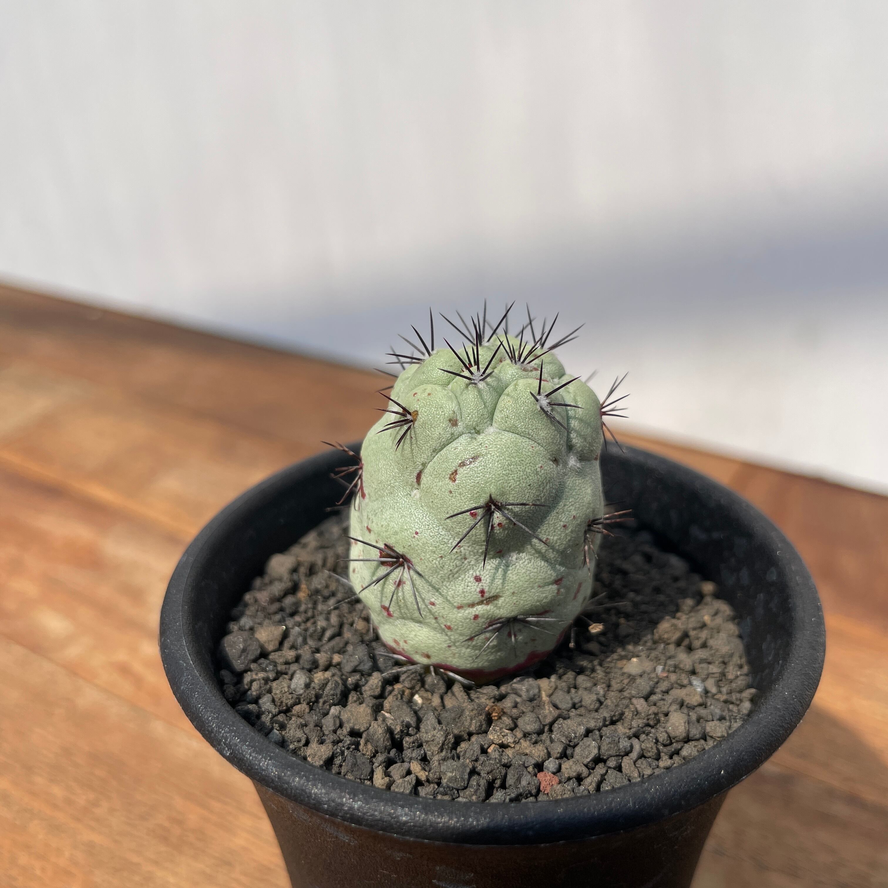 Ortegocactus macdougallii【オルテゴカクタス・マクドガリー