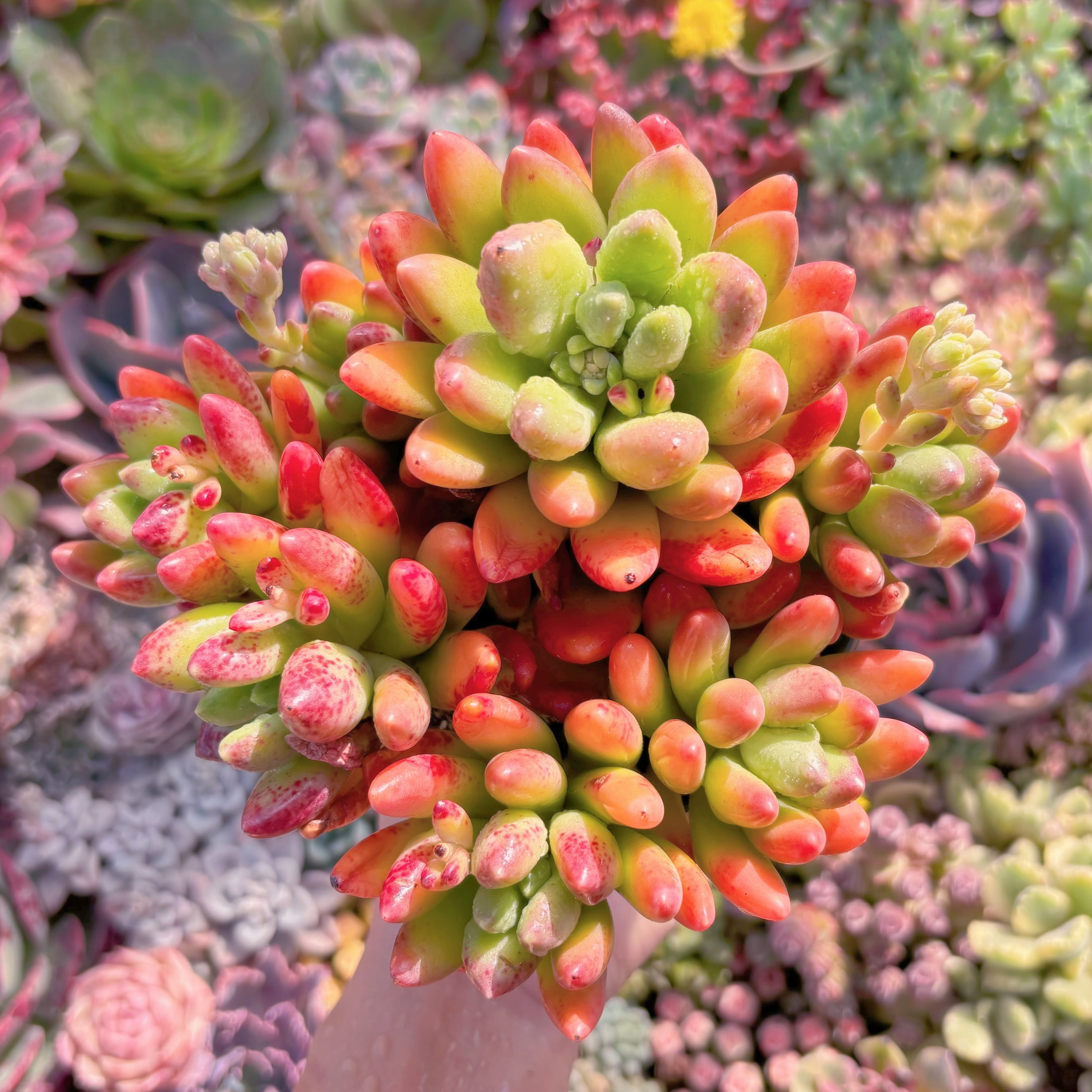 現品　マンゴーミルク#M062　大群生　美苗　希少　新入荷　るる農園