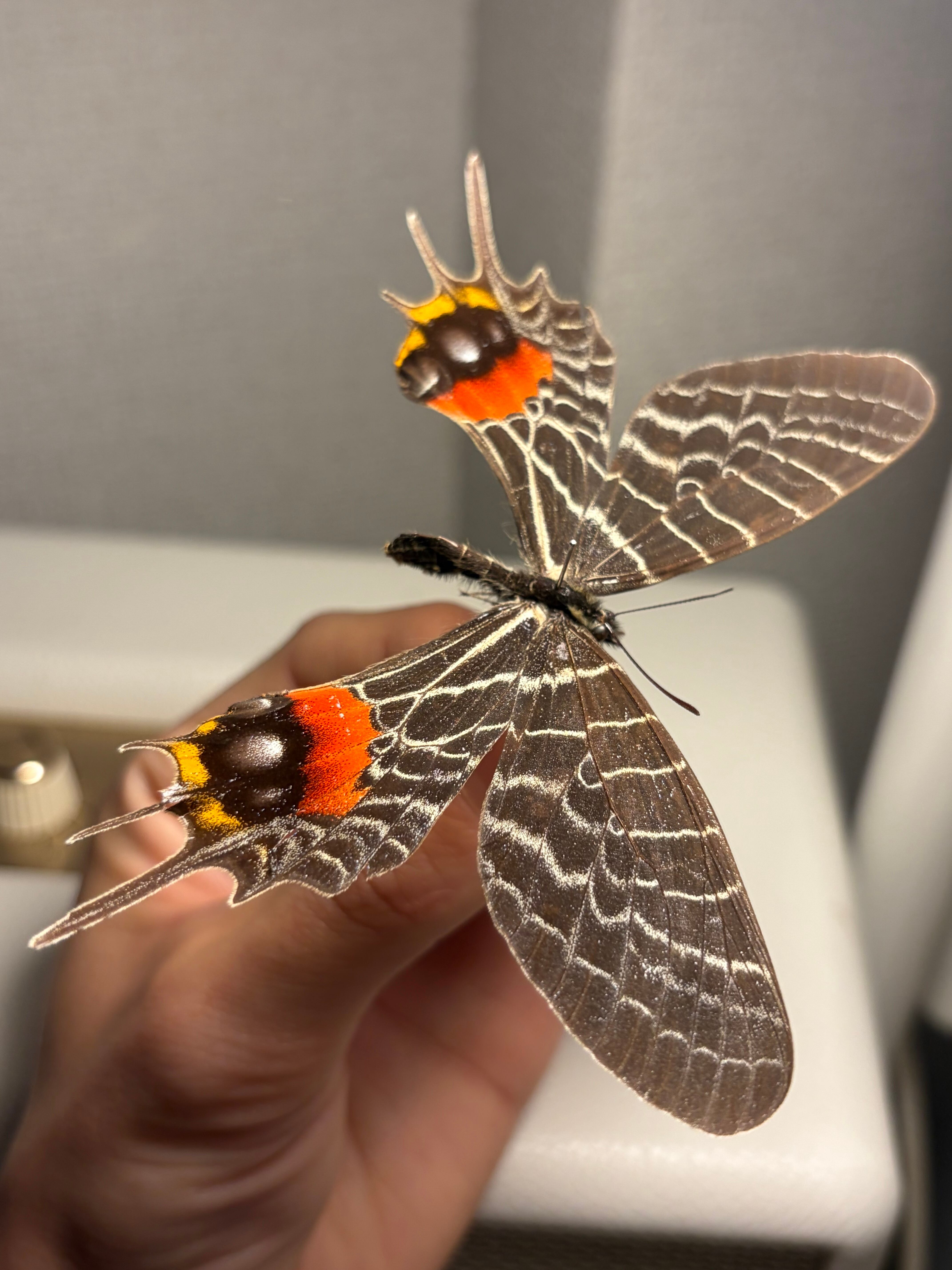 印度産】インドシボリアゲハ 標本 Bhutanitis 蝶 チョウチョ モルフォ
