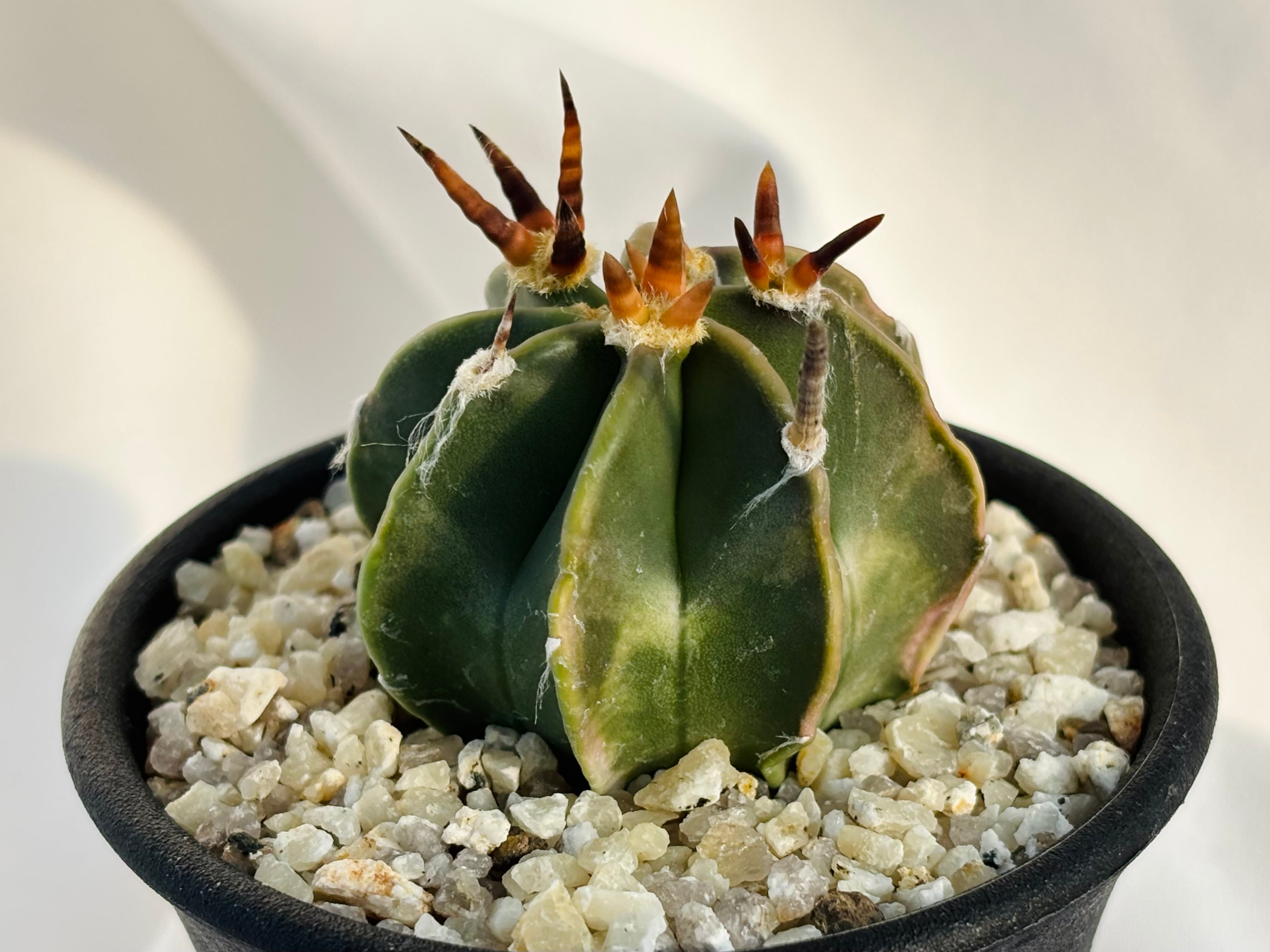 超短刺水牛大鳳玉　カキコ 超短刺水牛大鳳玉 カキコ