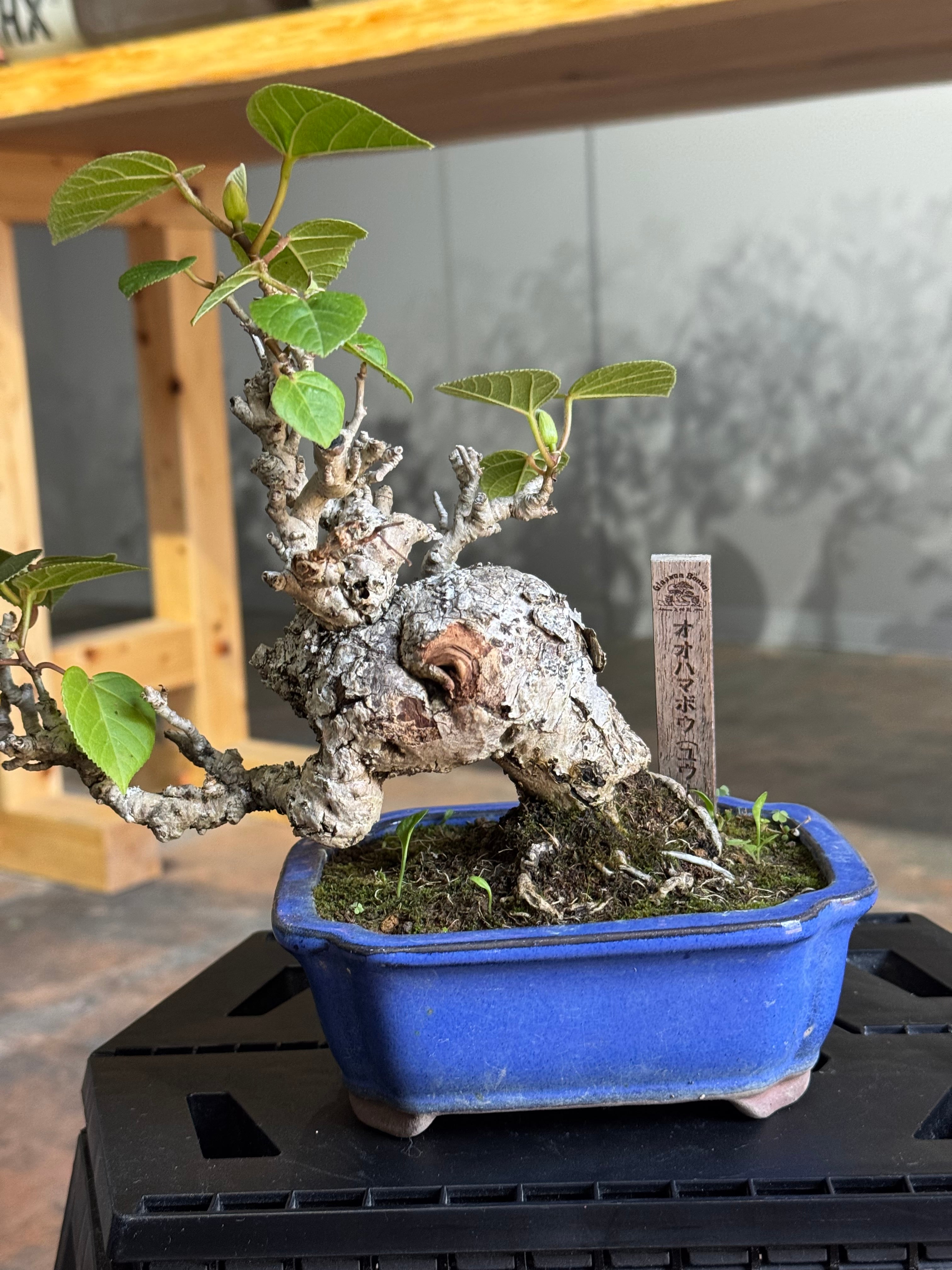 イボ オオハマボウ ユウナ 琉球盆栽 沖縄盆栽 ガジュマル 琉球盆栽】Talipariti tiliaceum 【ユウナ / オオハマボウ】ゴツゴツ樹