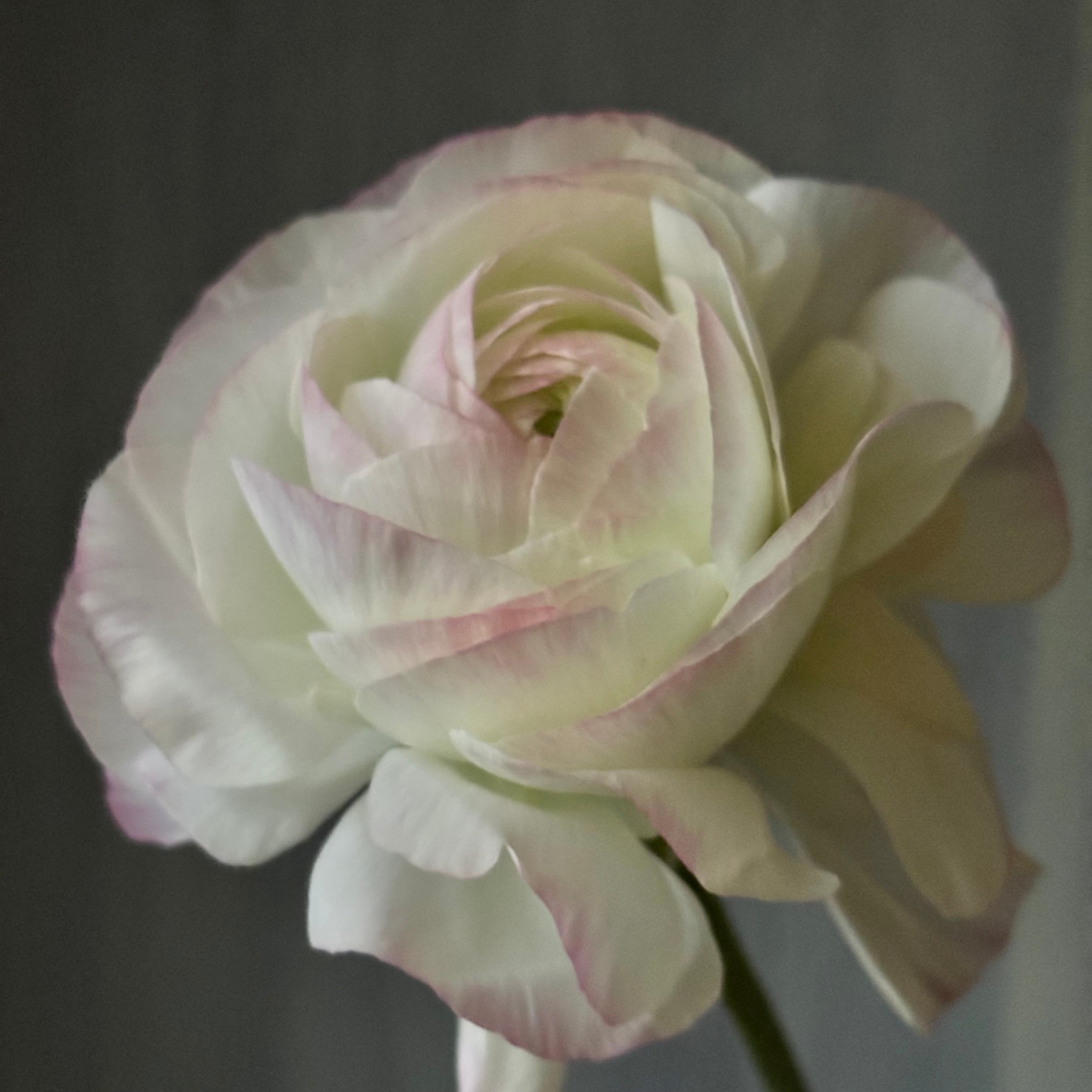 ラナンキュラス | 新鮮お花問屋 Jp-Farmers.com ラナンキュラス | 新鮮お花問屋 Jp-Farmers.com