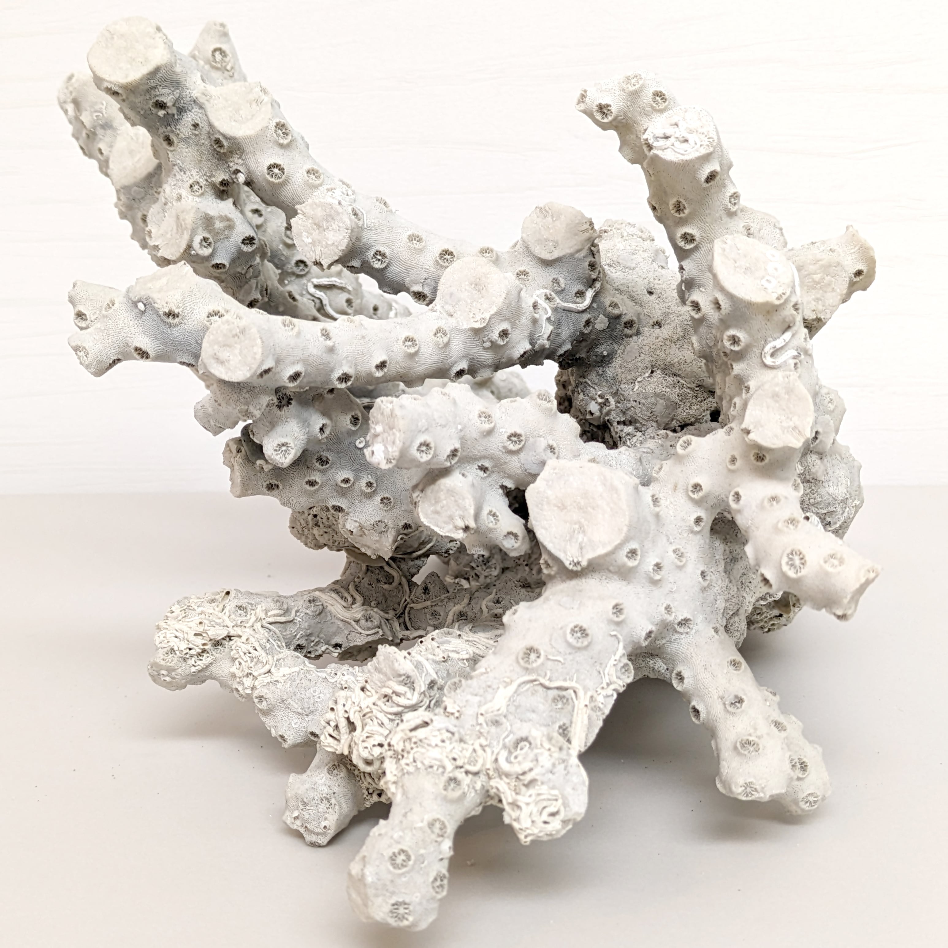 珊瑚・サンゴ・置物・インテリア・No.230611-26・梱包サイズ100