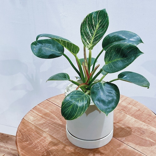 ORDER / フィロデンドロン・バーキン Philodendron 'Birkin' ORDER / フィロデンドロン・バーキン Philodendron 'Birkin'