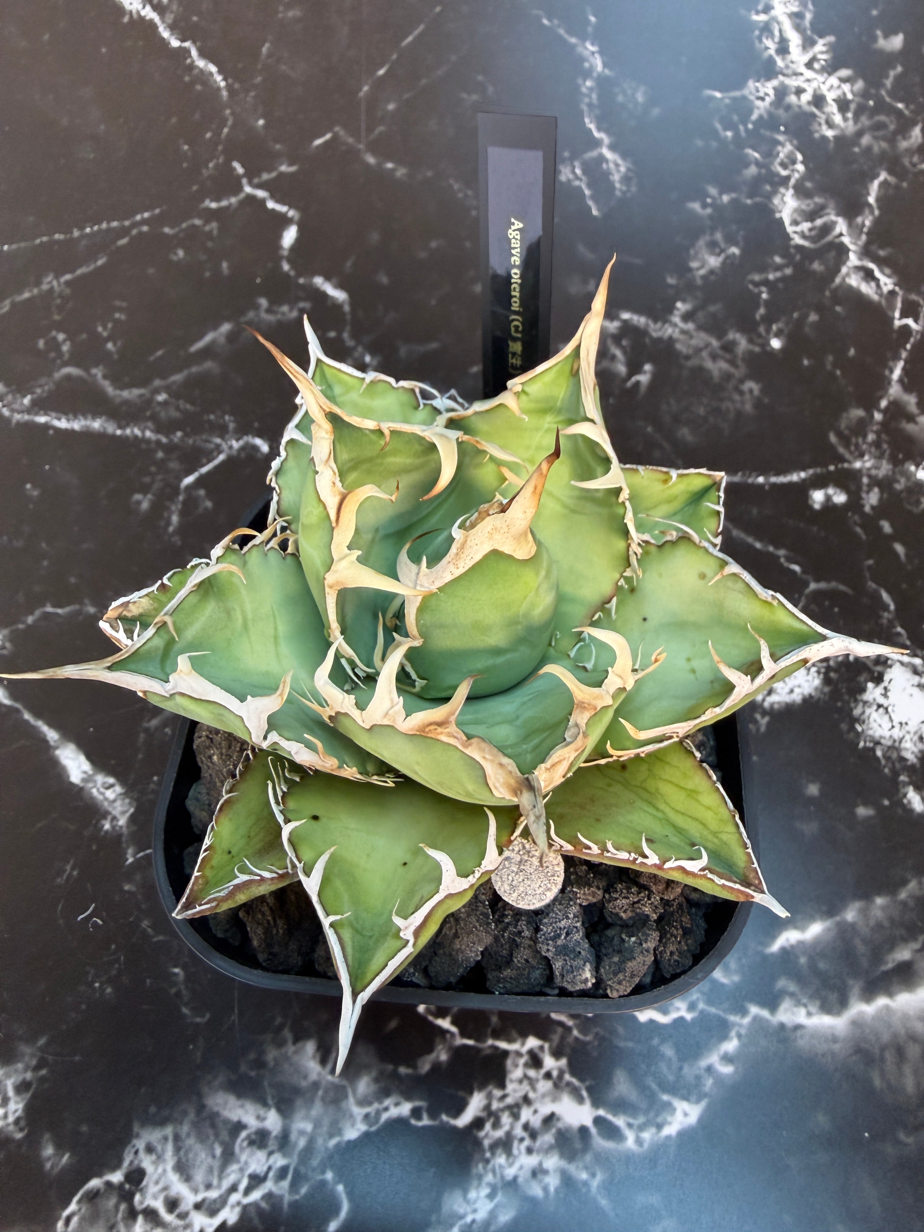 新品Mサイズ kaitlynSepia Agave Agave titanota [STUDS 4th] . #agave #titanota #oteroi #アガベ
