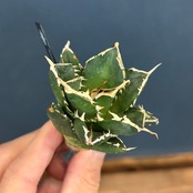 【現品】2026年 CHAMさんアガベ イラン株福袋 10,000円