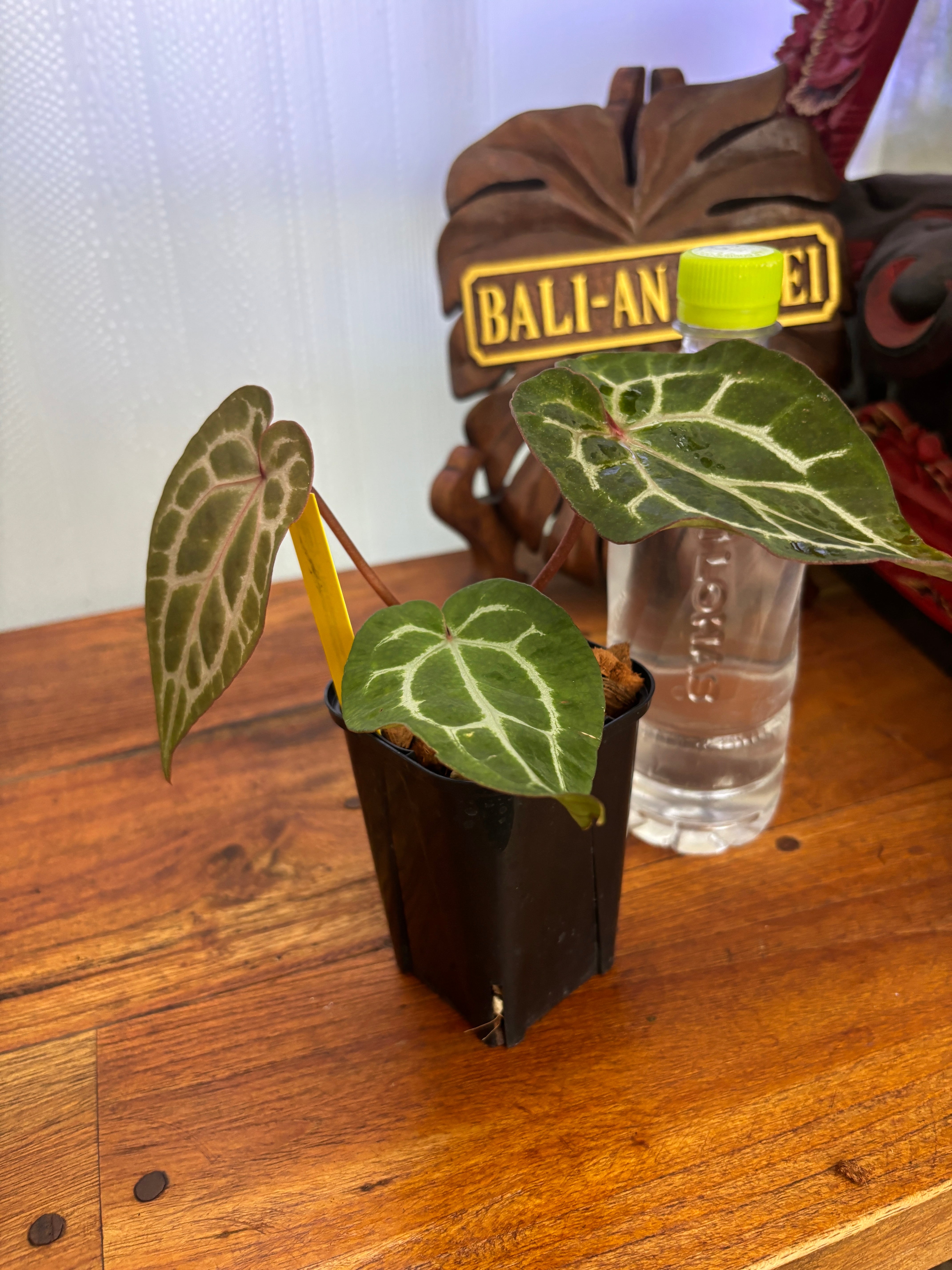 Anthurium | BALI-AN 園芸