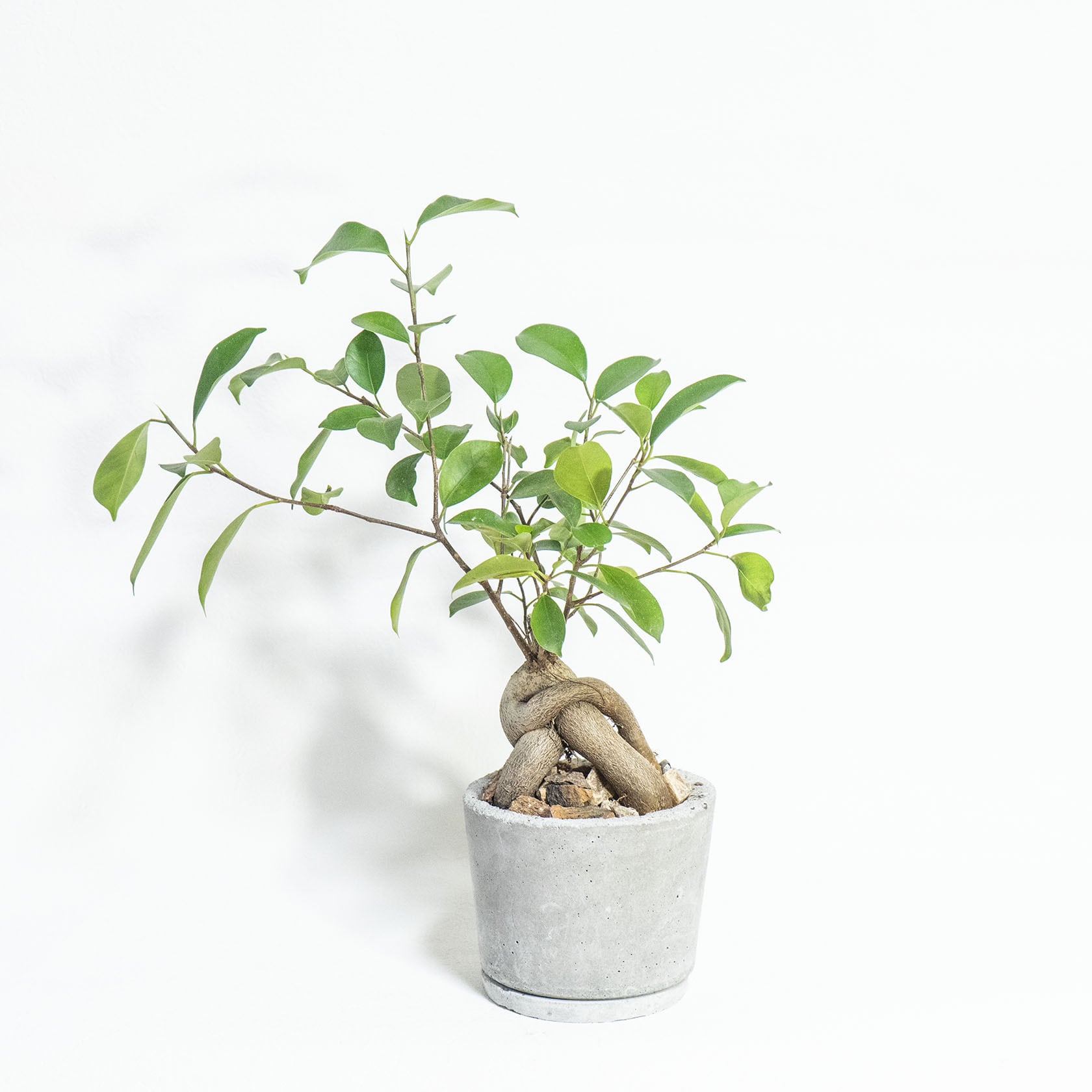 \送料無料/≪ 観葉植物 ≫室内管理もガジュマルの鉢植え|ざらっとした風合いの手づくりモルタル鉢