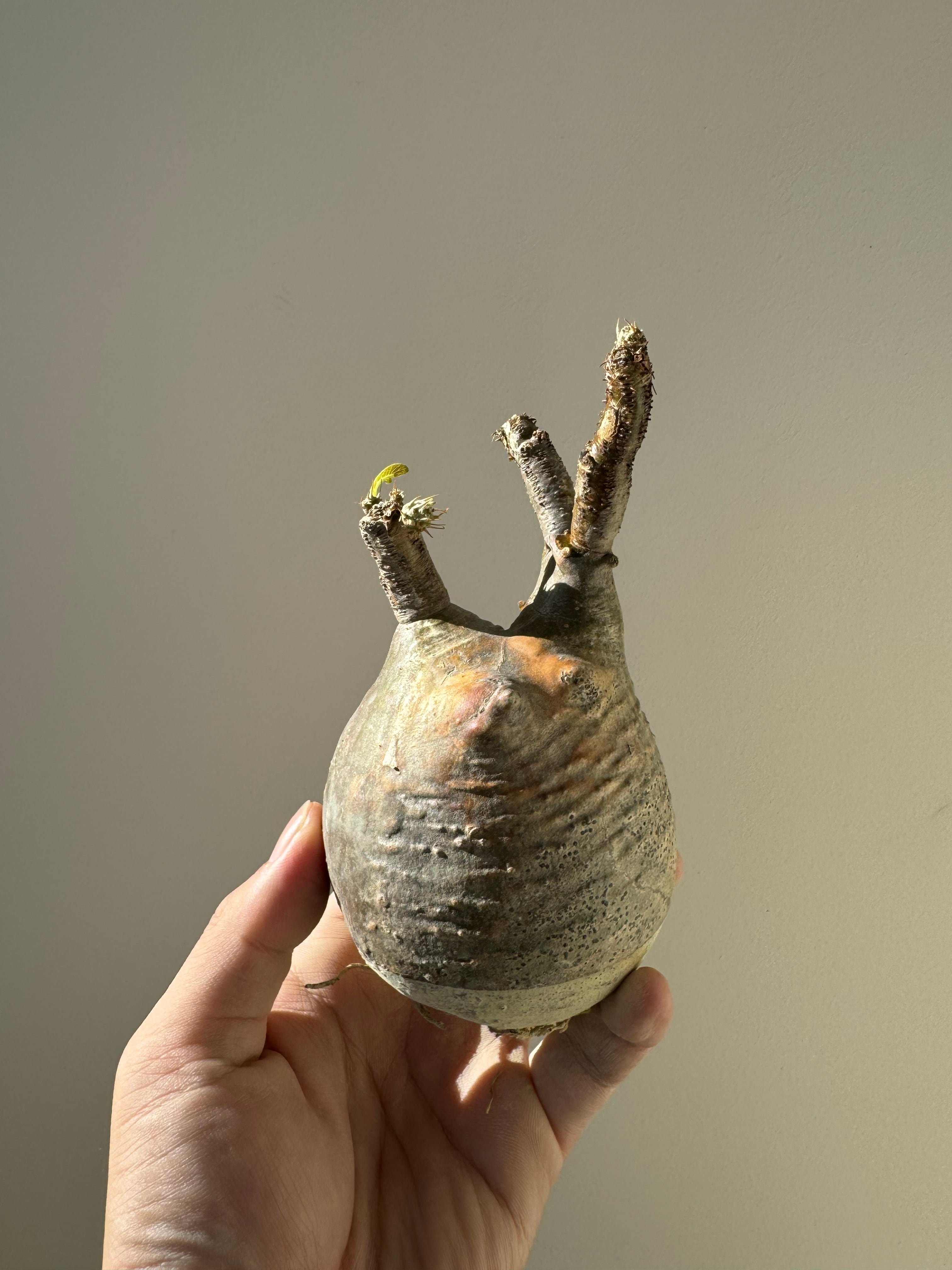 【新着】Pachypodium rosulatum var. gracilius c2 【新鮮・ベアルート株】パキポディウムグラキリス