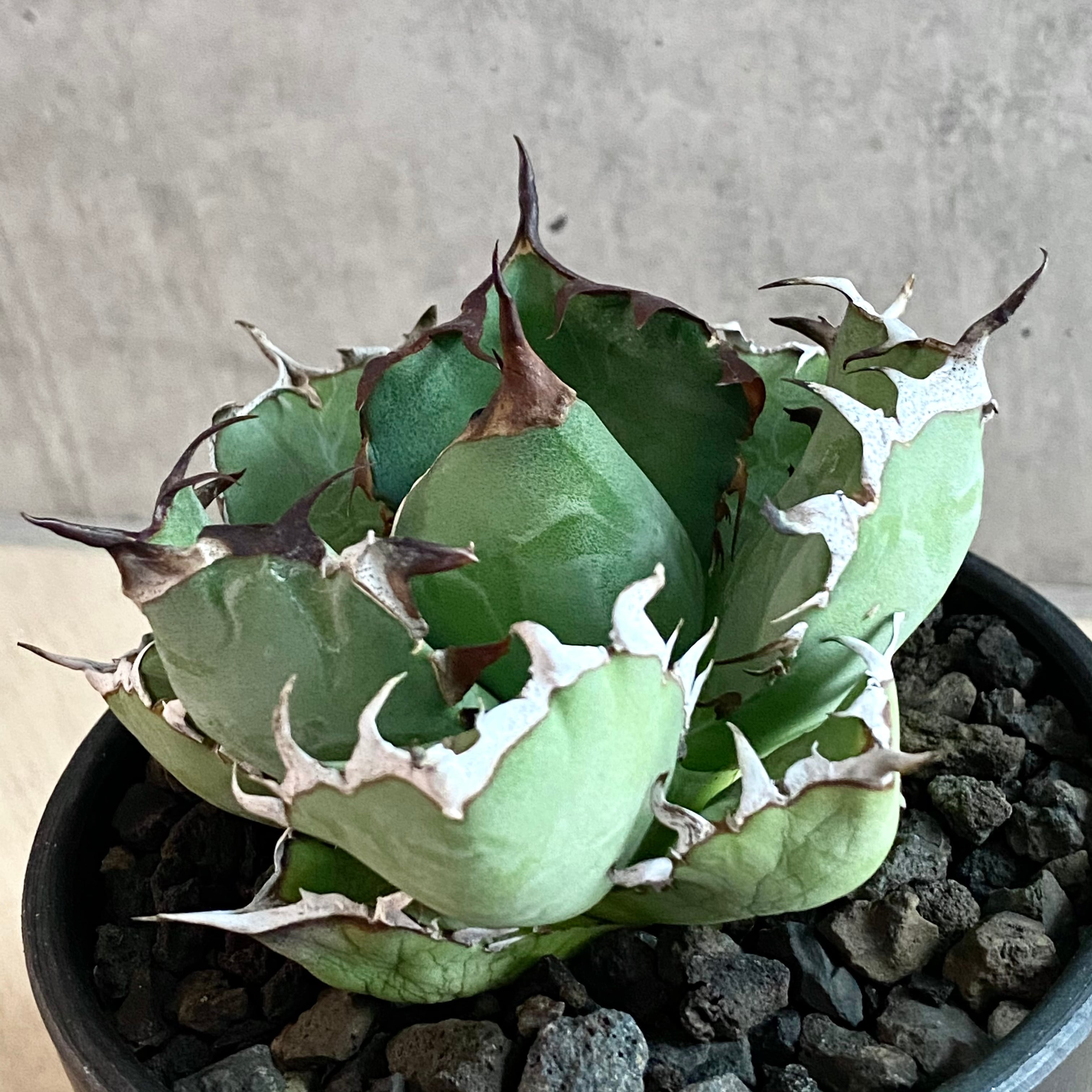 i762高級品種多肉植物アガベ agave チタノタ 黒鯨 厳選大子株2株出品-