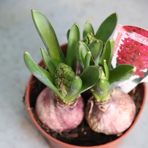 ヒヤシンス　レッド　３球　球根　水耕栽培　室内でも育つ