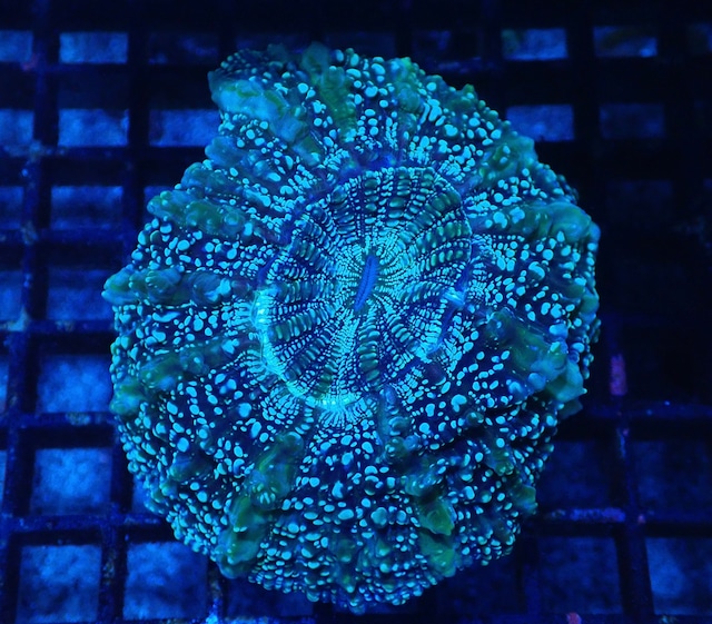 Achanthophyllia Deshayesiana 7 Premium”