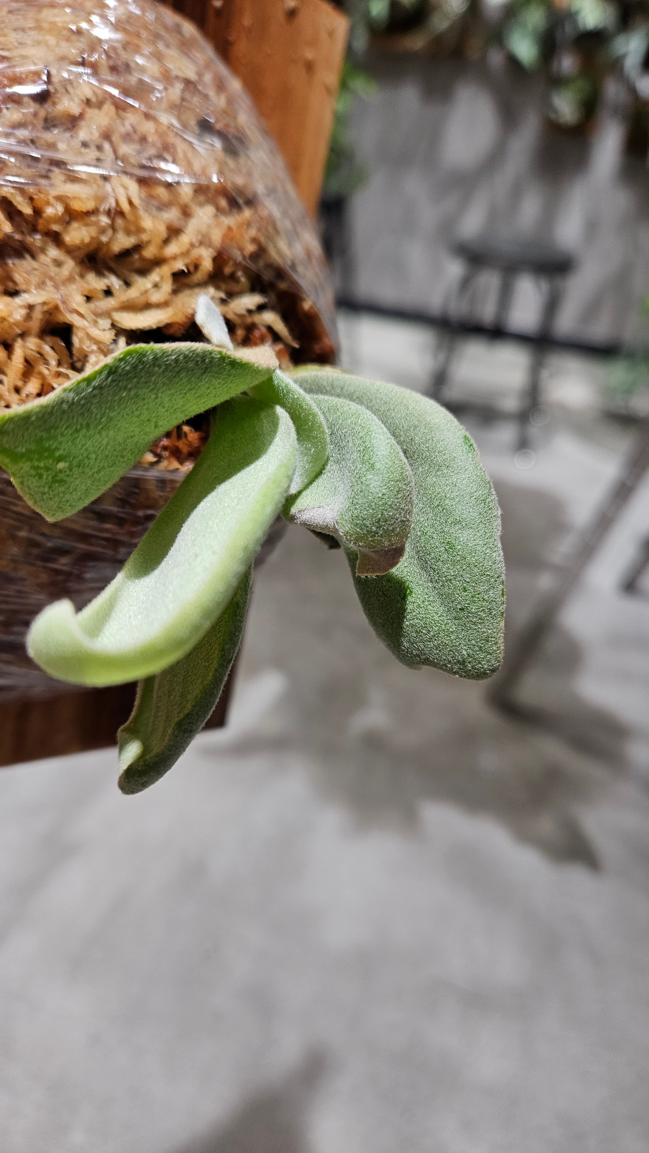 ビカクシダ P.willinckii Pearl Queen Spore1602 ビカクシダ P.willinckii Pearl Queen Spore1602 P.willinckii