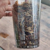 アロカシア ピンク セレンディピティ/ Alocasia Pink Serendipity