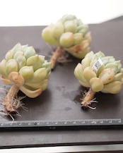 カット苗 スーパーミルク Echeveria 'Super Milk'