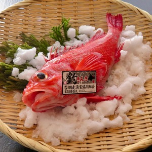 【網走ブランド】冷凍釣きんき×1尾《約600g×1尾》