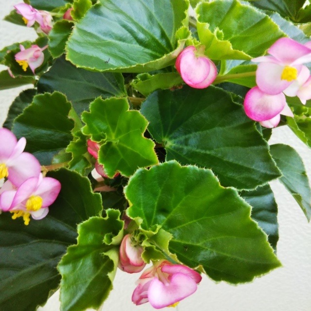 ワイルドベゴニア10 5cmポット苗 Hanazukin 花ずきん 農家直送の花苗 シンビジュームの花束