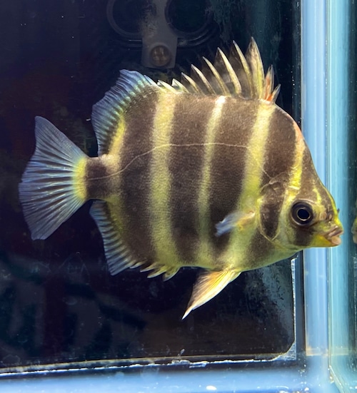 wild アフリカンスキャットファーガス ナイジェリア産 希少個体 美縞模様 中型 熱帯魚 丈夫 人工飼料可