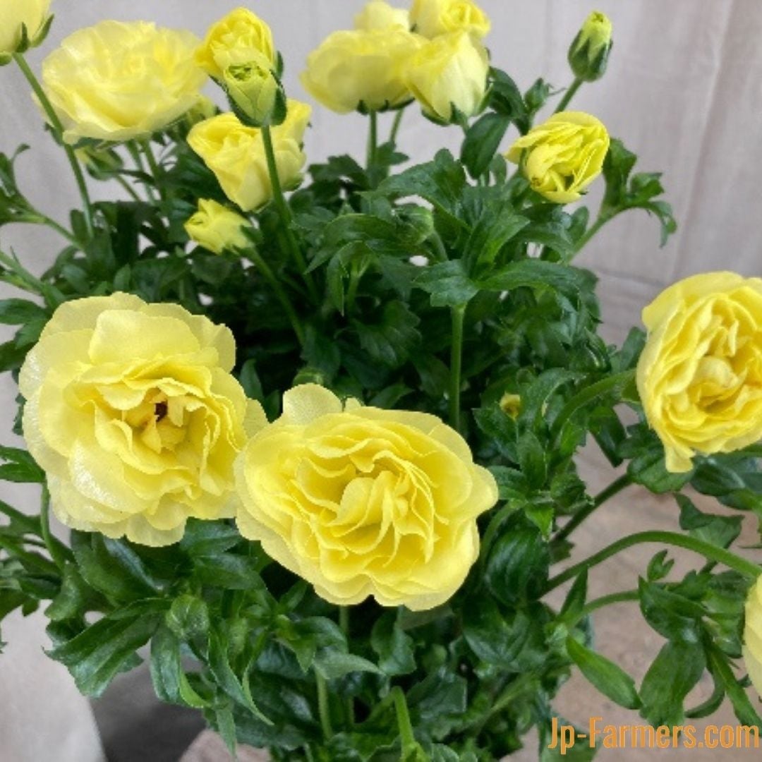 ラナンキュラス 『ラックス ハリオス』10本 | 新鮮お花問屋 Jp-Farmers.com