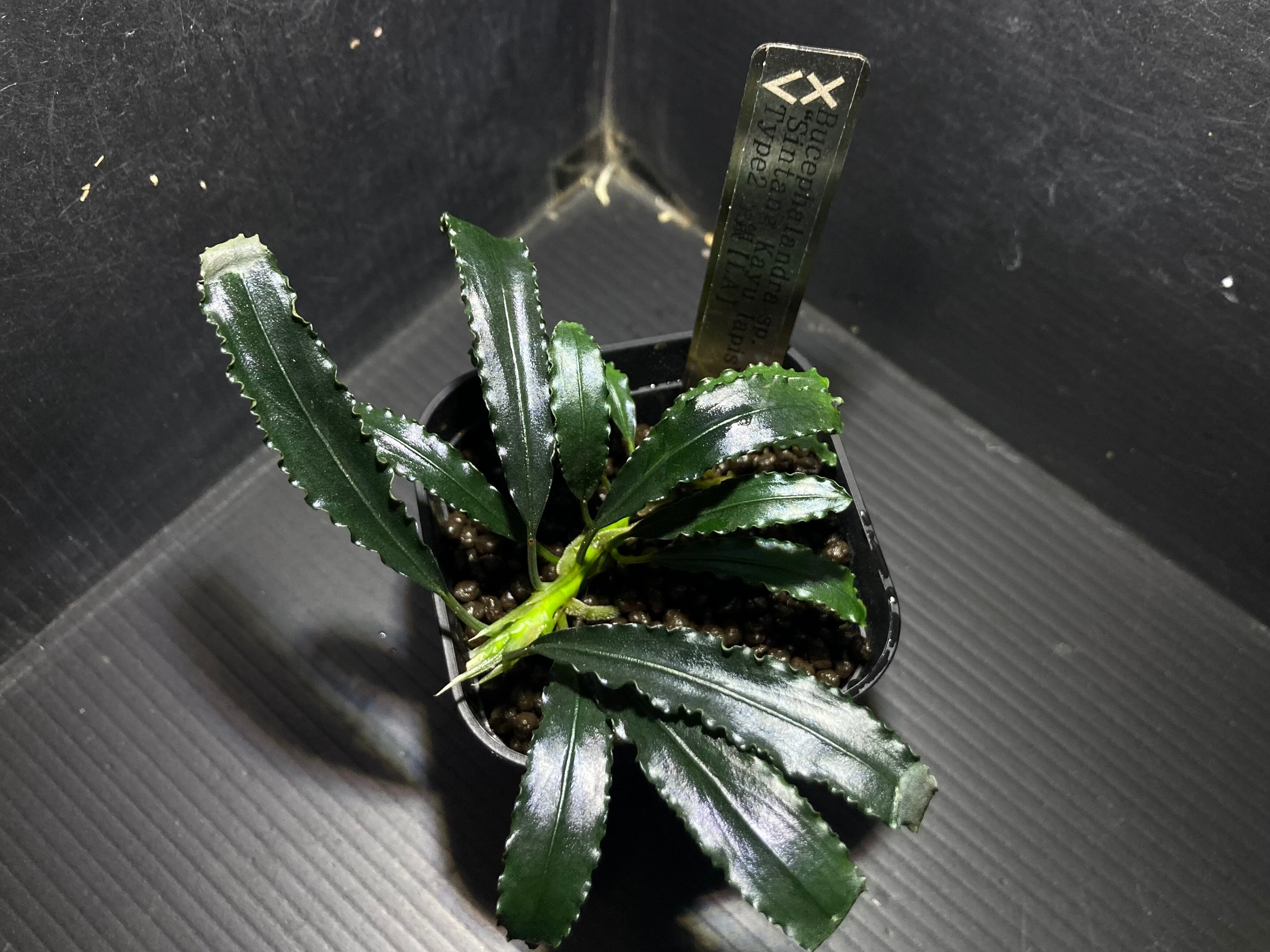 ブセファランドラ | AquaFocus