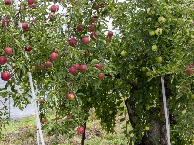 秋映 (あきばえ) ご家庭用 約5kg