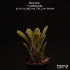 【送料無料】Neoregelia punctatissima yellow form〔ネオレゲリア〕現品発送N0392