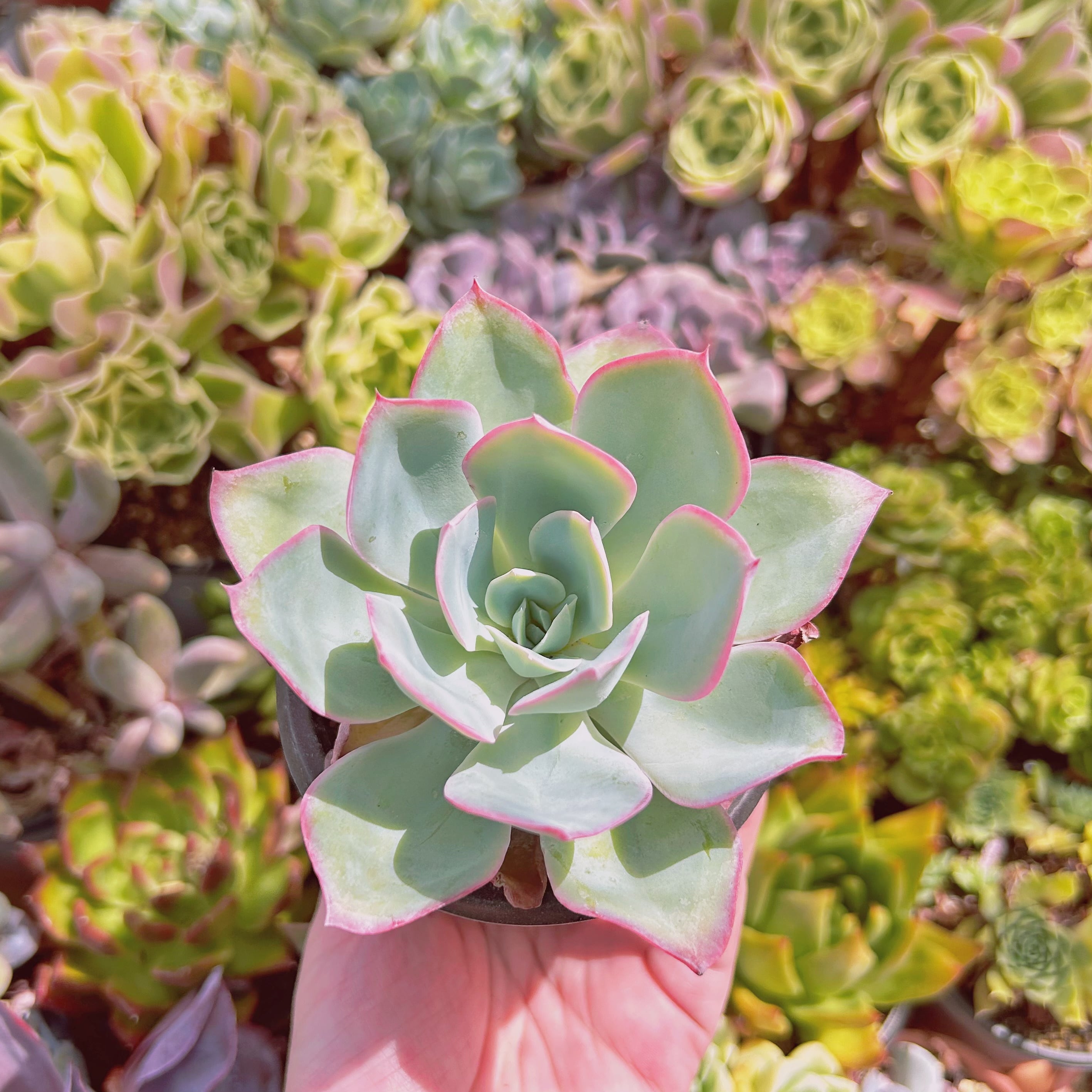 #016現物　多肉植物　ネオンライト　大苗