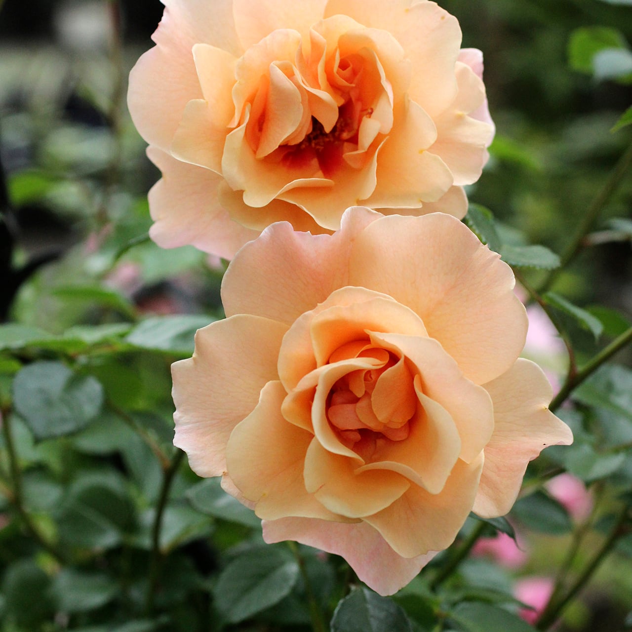 【バラ対応・即購入可】モーニング娘。シングルセット 手描き】「上絵バラ」 デミタスカップ＆ソーサー