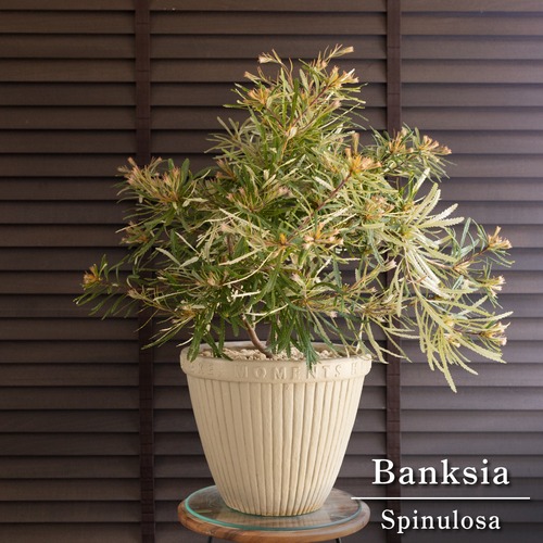 バンクシア スピヌローサ 10号 陶器鉢 ヘアピン Banksia Spinulosa オージープランツ 0505GG