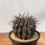 K様　ご注文品　Eriosyce tenuis【エリオシケ・テヌイス】