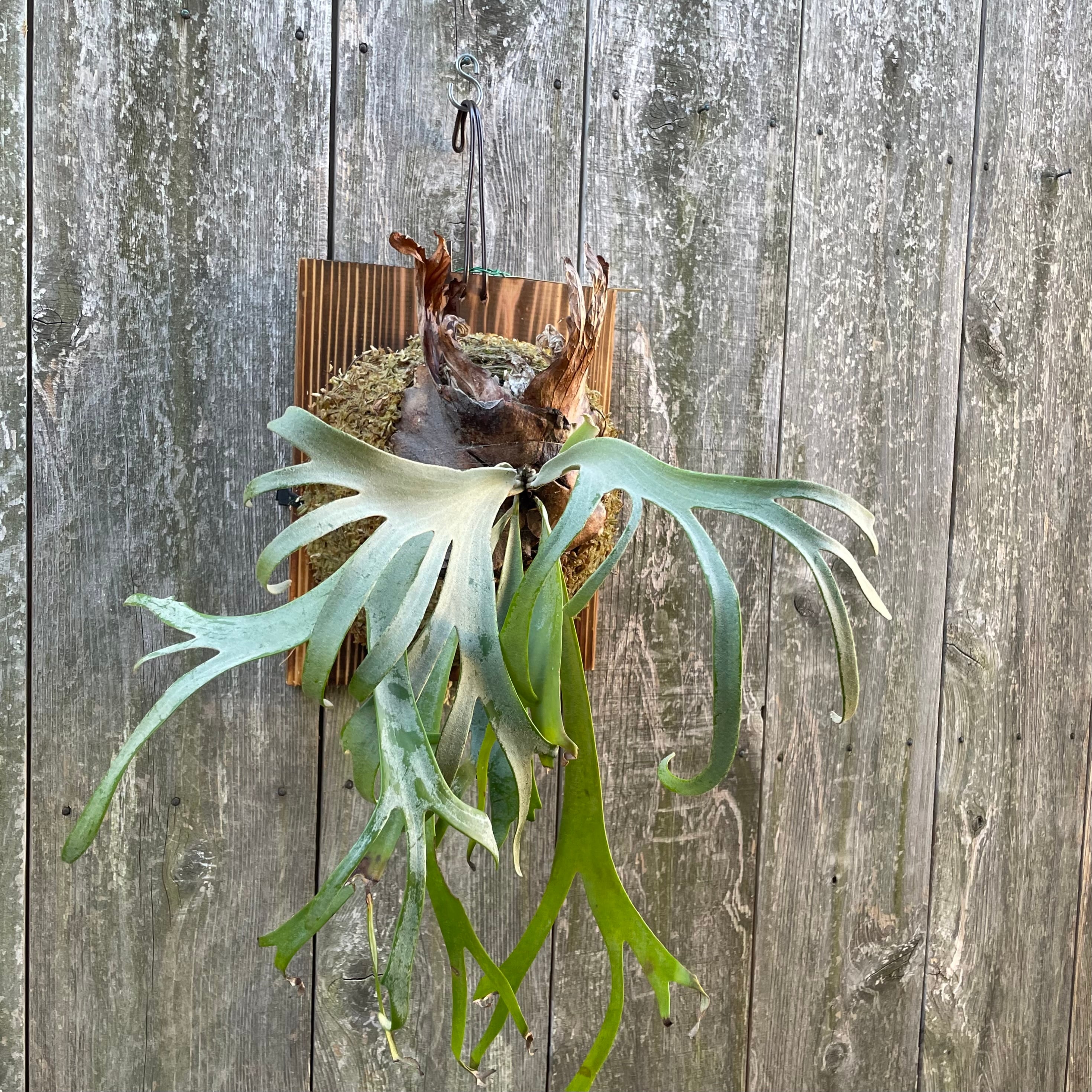 willinckii bacteria✖︎ yellow 淡く moon ビカクシダ 