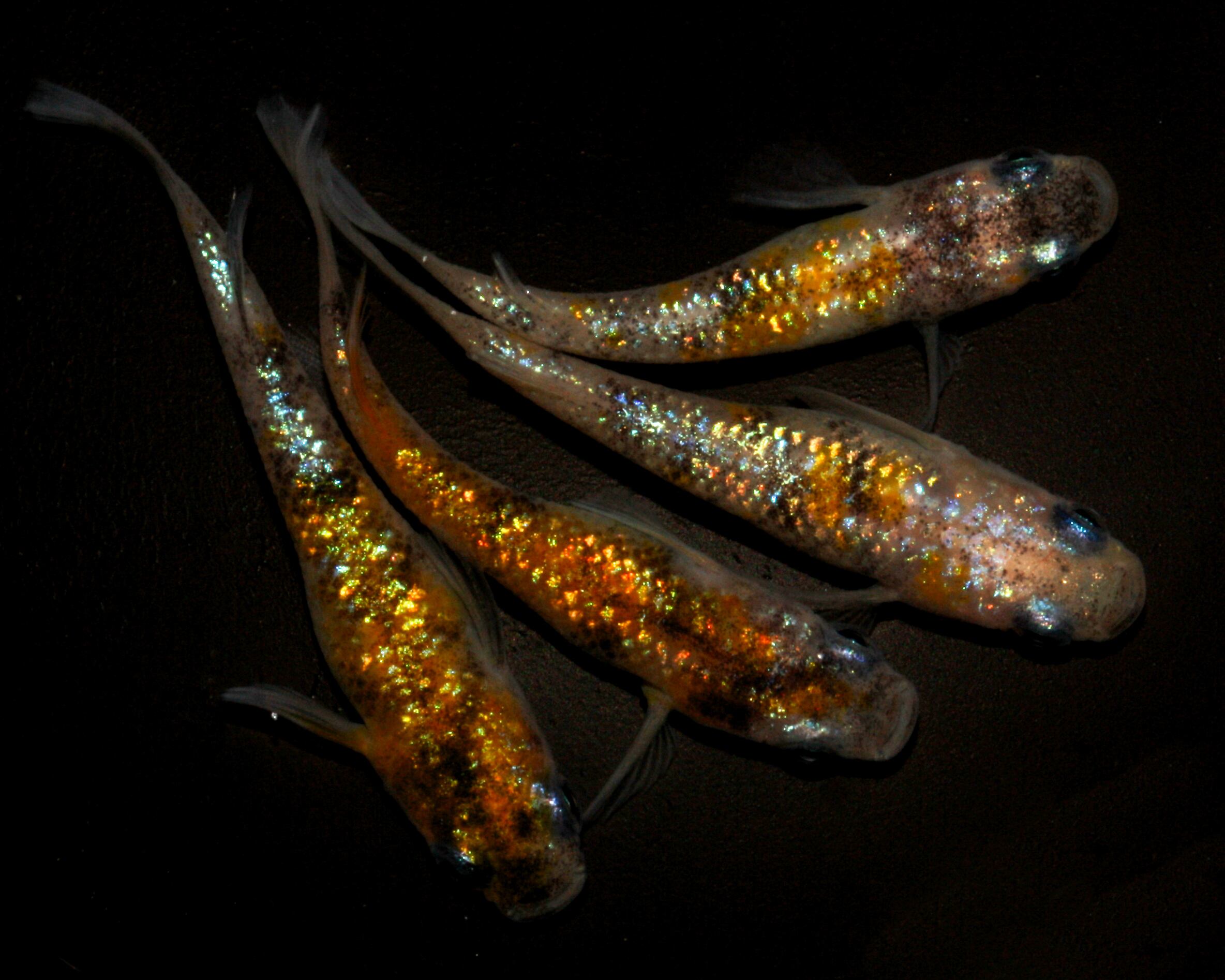 舞めだか 福岡店