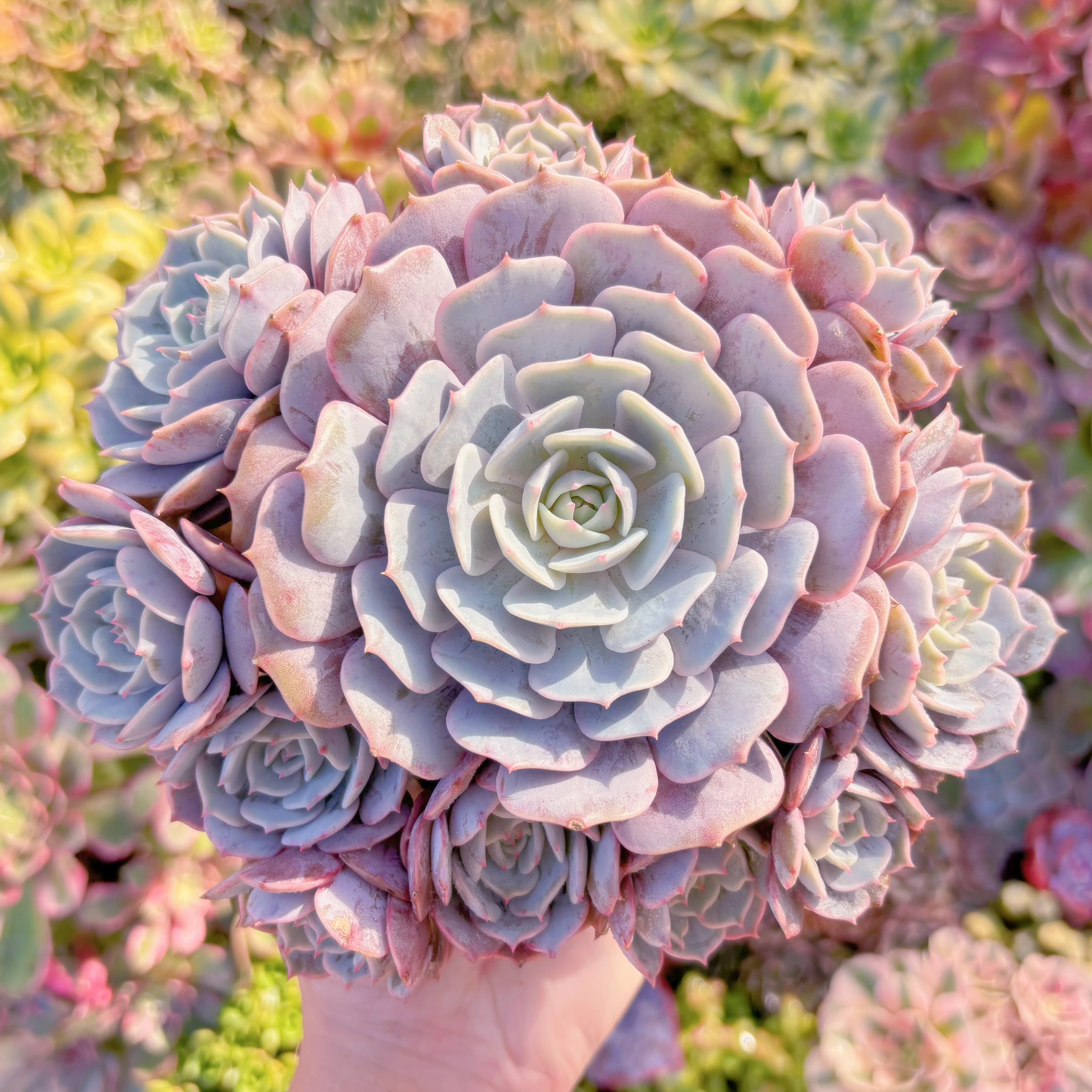 現品　ローラ#2160　大群生　理想的な株姿　直径約18cm　新入荷　るる農園