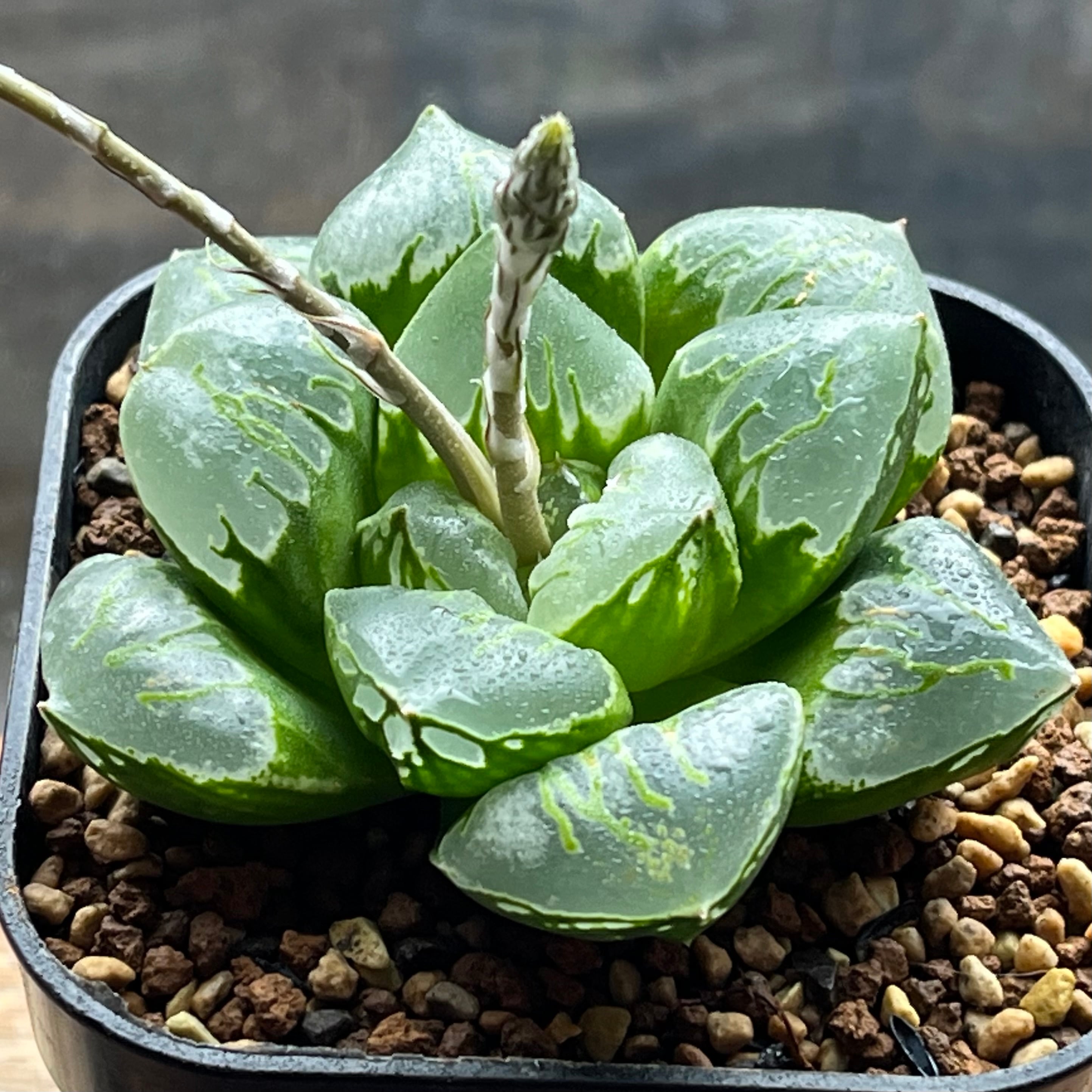 ハオルチア 緑焔 | mocono_plants
