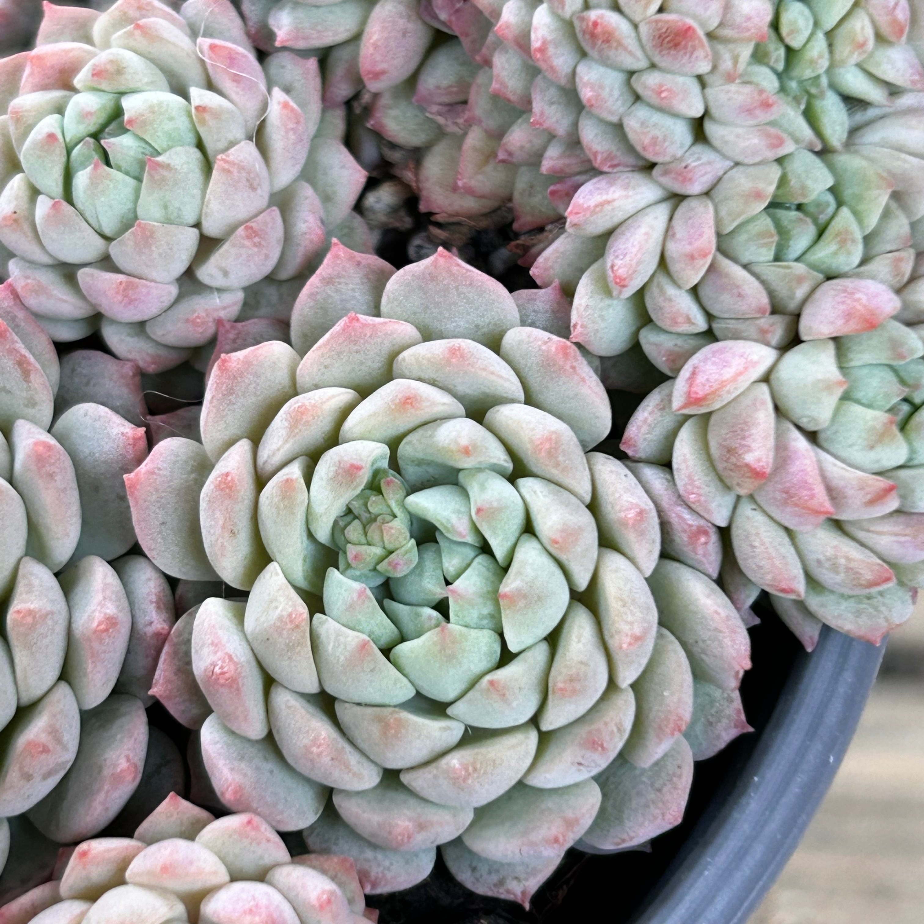 ピンクベリー群生 韓国苗 | RuPo 多肉植物専門店