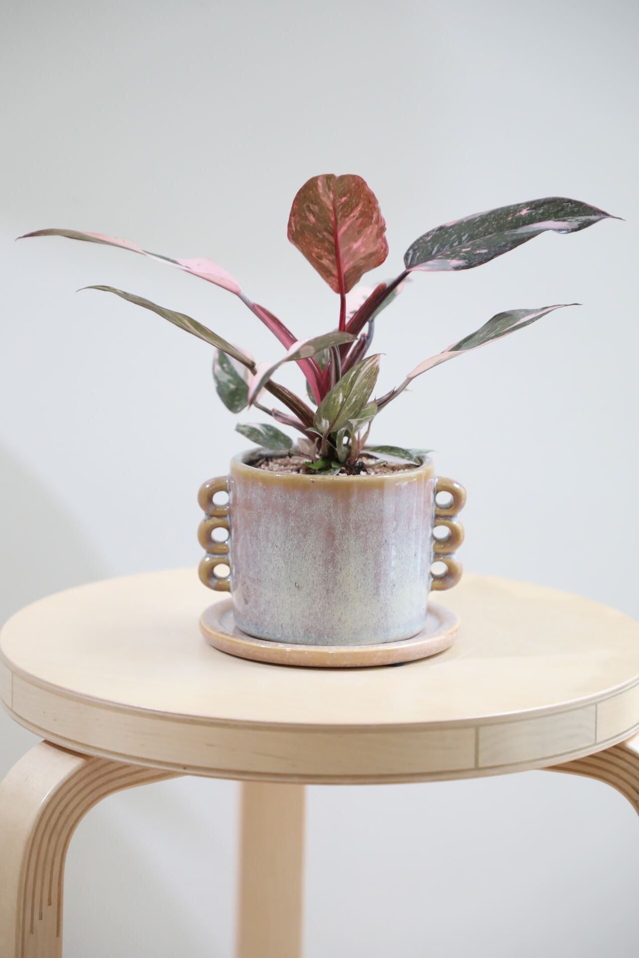 M】フィロデンドロン ピンクプリンセス/Philodendron Pink Princess