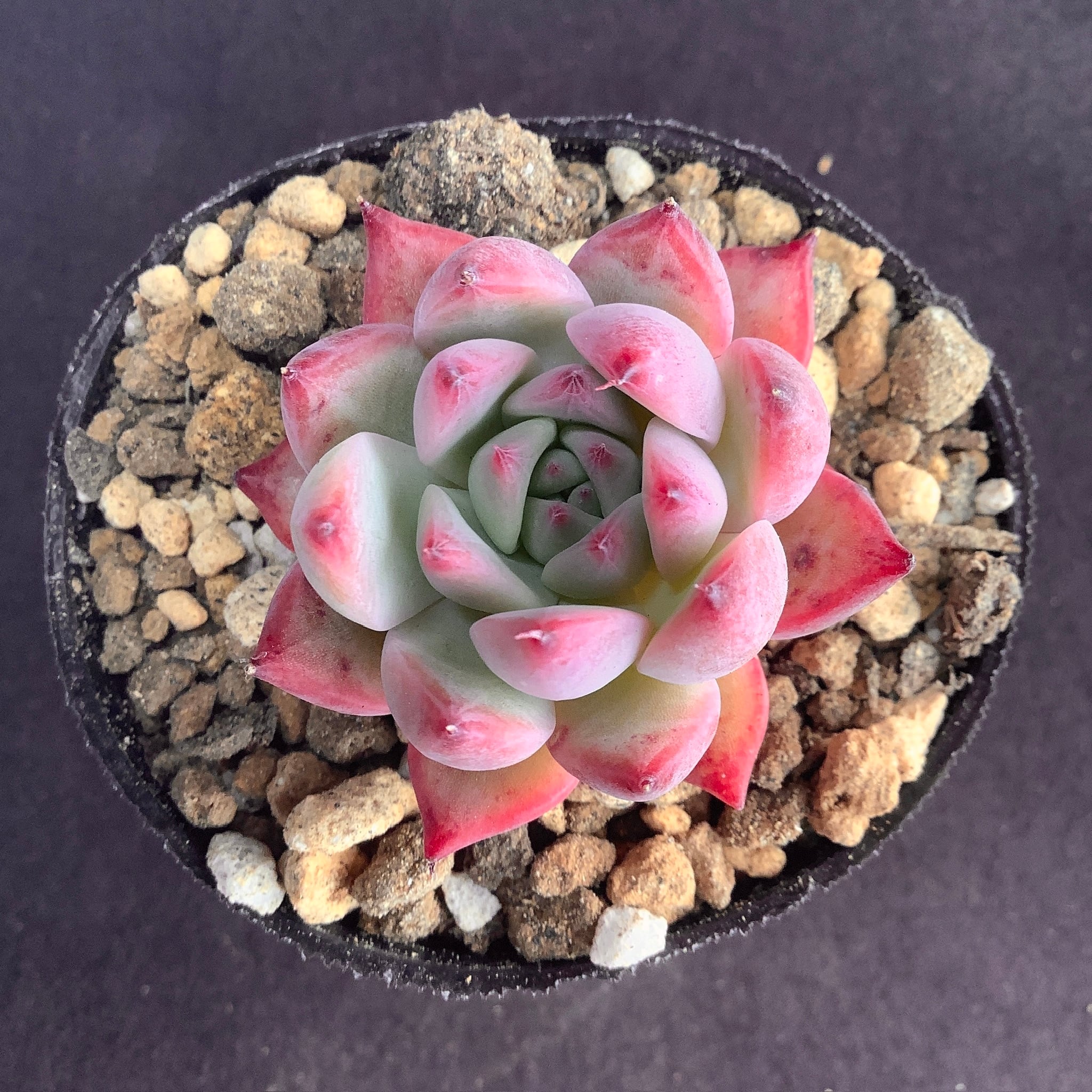 中里リンゼアナ　カット小苗　多肉植物 中里リンゼアナ カット小苗 多肉植物 【公式通販】